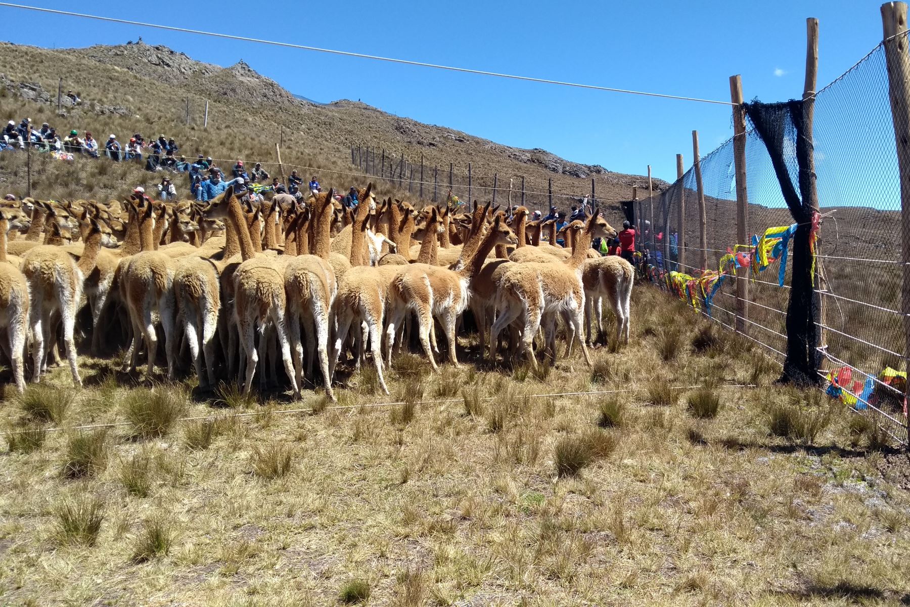 Cajamarca apuesta por el chaccu para obtener la fibra de la vicuña. ANDINA/Difusión