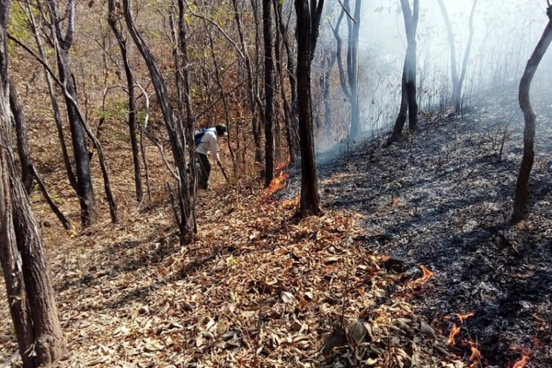 Controlan incendio en Reserva Nacional de Tumbes que dañó 5 hectáreas de pastizales