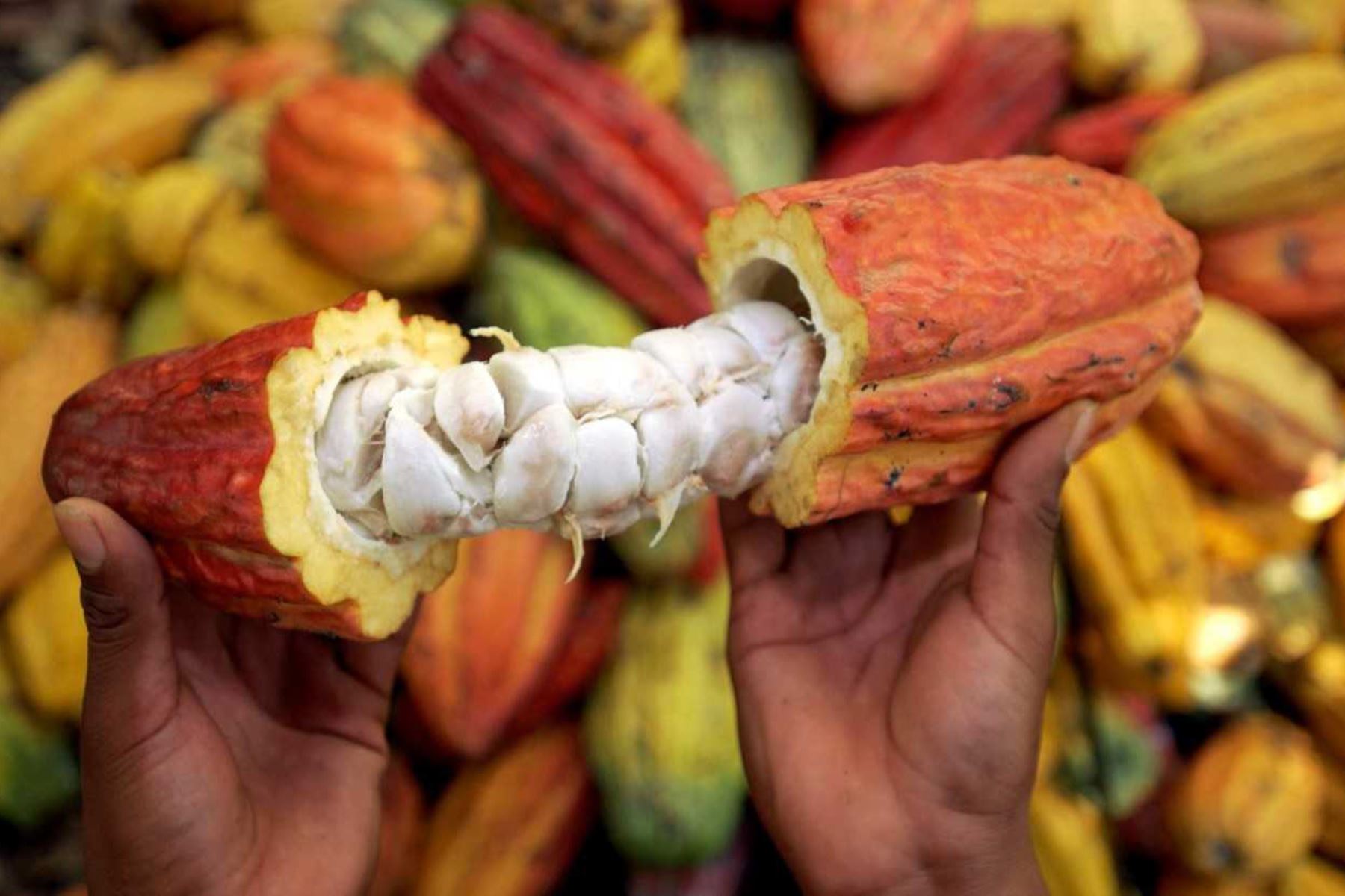 La Asociación de Productores Ecológicos de Cacao Medio Urubamba (APECMU), se dedica hace más de diez años al cultivo de cacao orgánico certificado en parcelas agroforestales ubicadas en la zona de amortiguamiento del Santuario Nacional Megantoni, ubicado en el distrito de Echarate, provincia de La Convención, región Cusco. ANDINA/Difusión