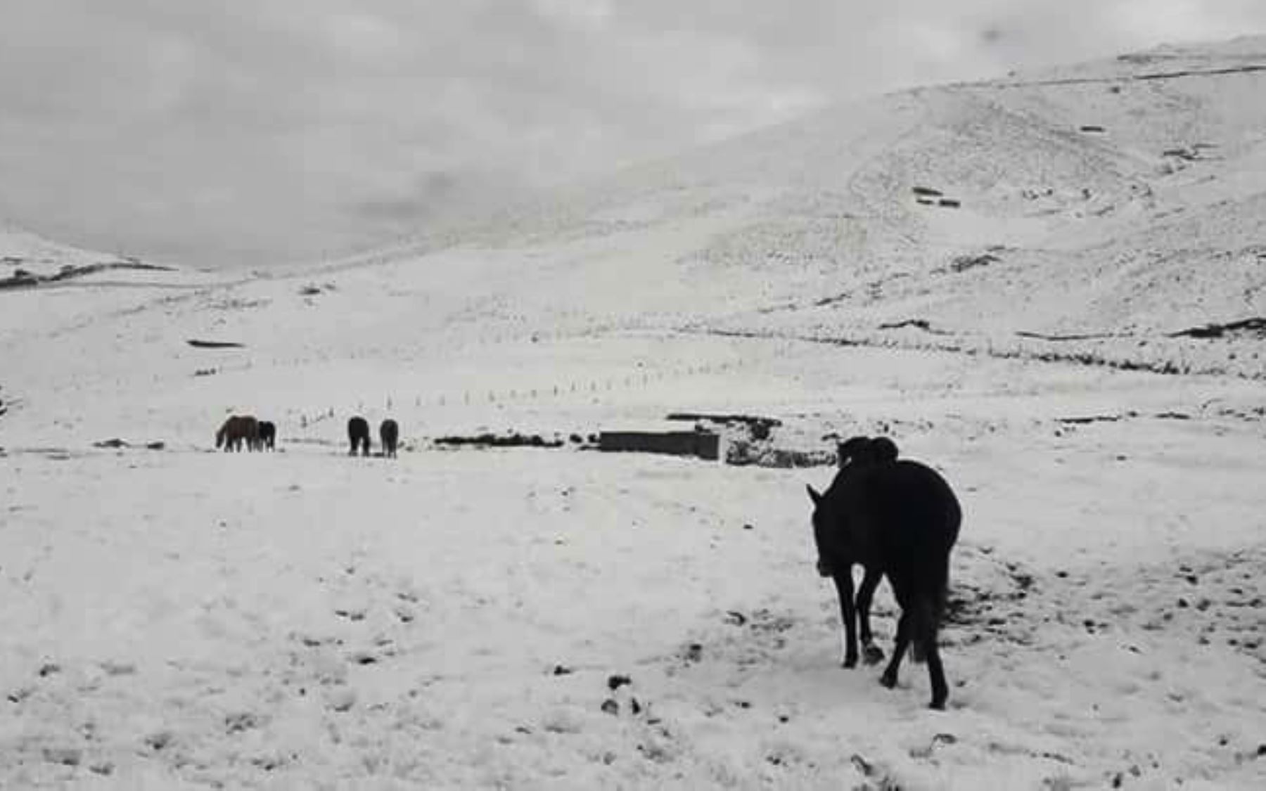 Hasta 50 centímetros de altura llegó la capa de nieve que cubrió las zonas altas de varias provincias de la región Cusco, el fenómeno se registra desde la víspera de acuerdo a la unificación de reportes de la Oficina de Gestión de Riesgos del Gobierno Regional del Cusco. Foto: ANDINA