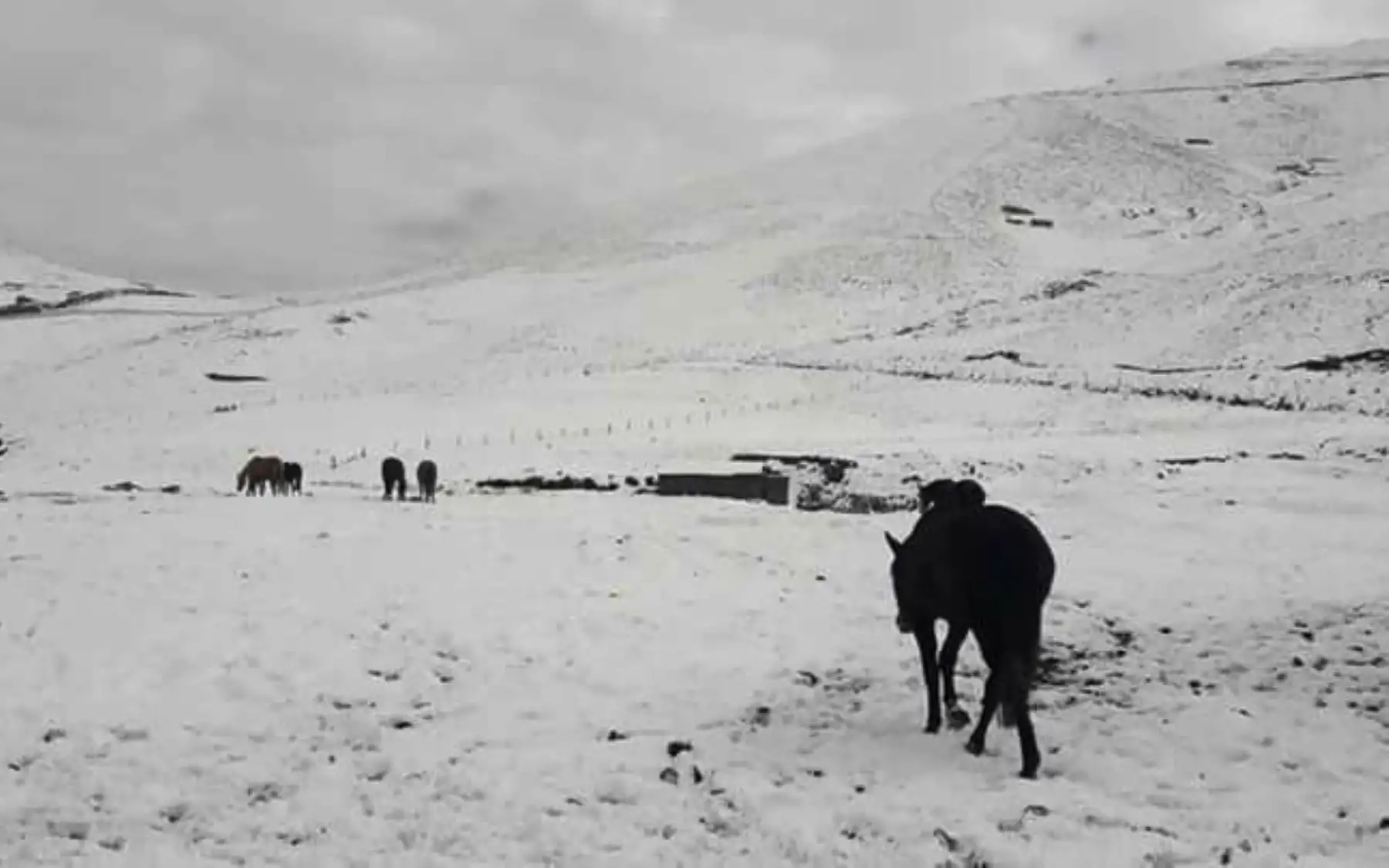 Hasta 50 centímetros de altura llegó la capa de nieve que cubrió las zonas altas de varias provincias de la región Cusco, el fenómeno se registra desde la víspera de acuerdo a la unificación de reportes de la Oficina de Gestión de Riesgos del Gobierno Regional del Cusco. Foto: ANDINA