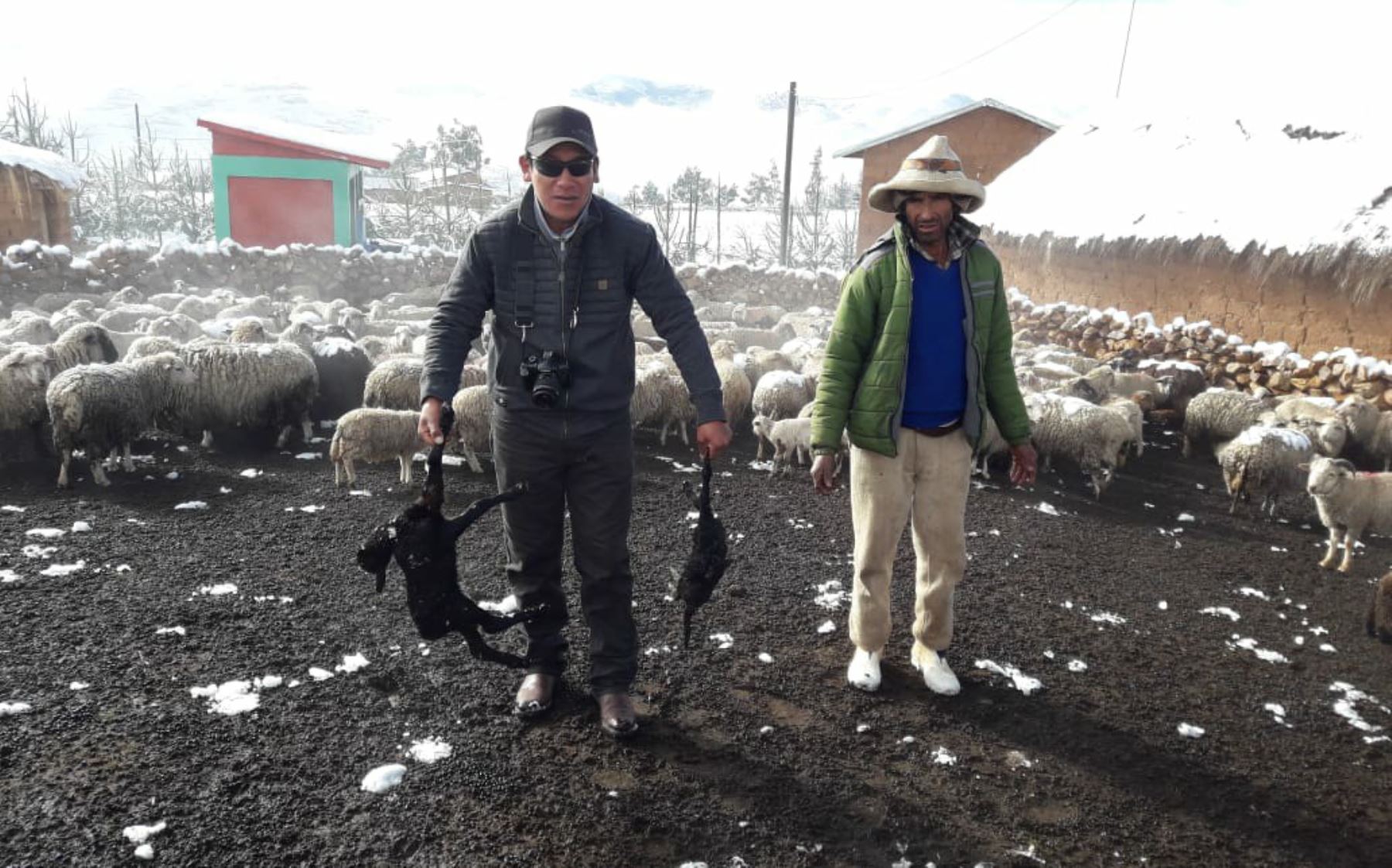 Hasta 50 centímetros de altura llegó la capa de nieve que cubrió las zonas altas de varias provincias de la región Cusco, el fenómeno se registra desde la víspera de acuerdo a la unificación de reportes de la Oficina de Gestión de Riesgos del Gobierno Regional del Cusco. Foto: ANDINA
