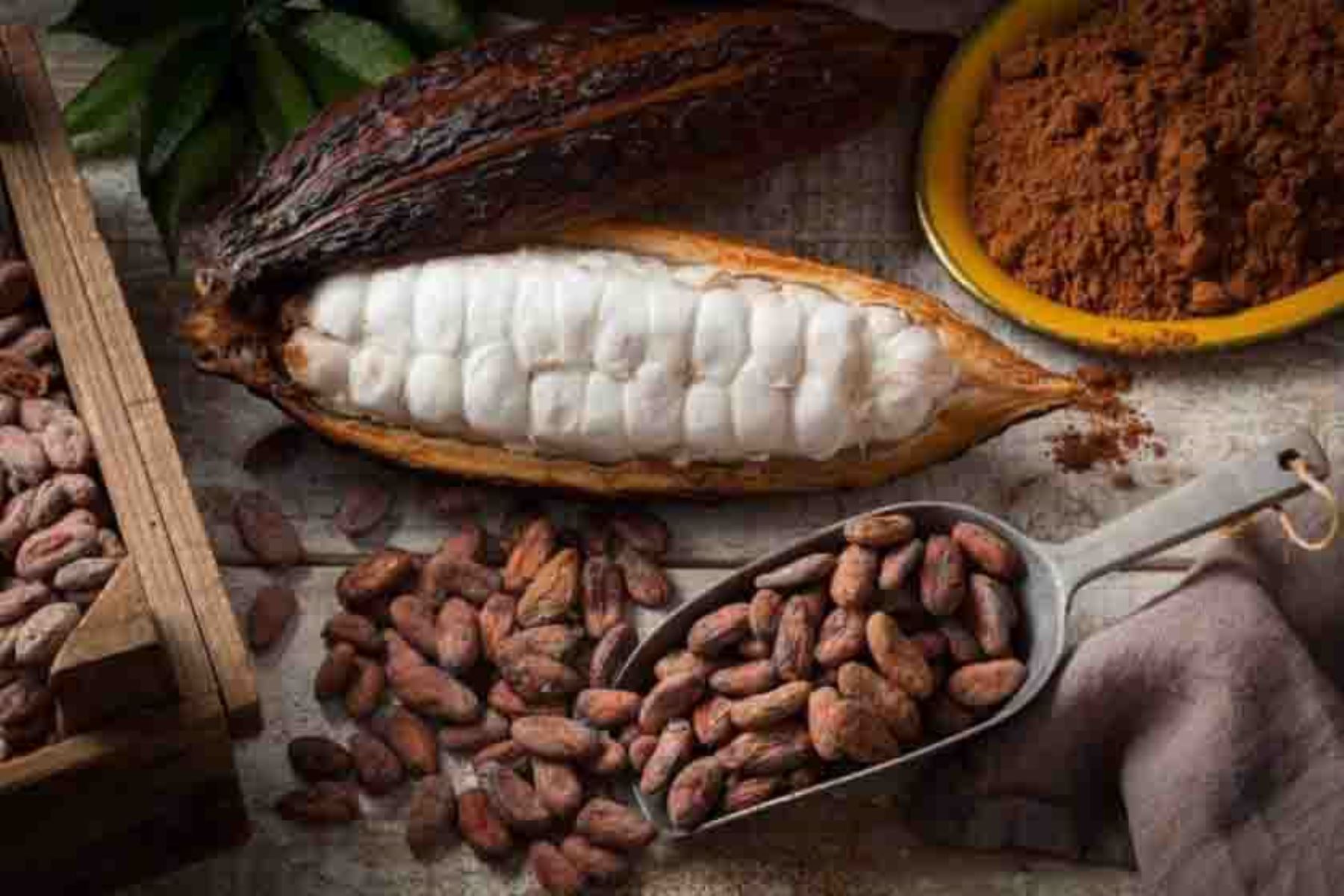 Cacao peruano. ANDINA/Difusión