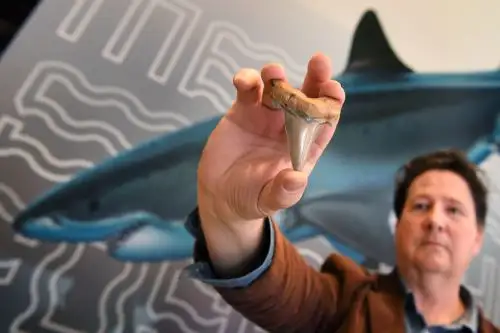 Philip Mullaly sostiene un diente del megatiburón gigante "Carcharocles angustidens" Foto: AFP