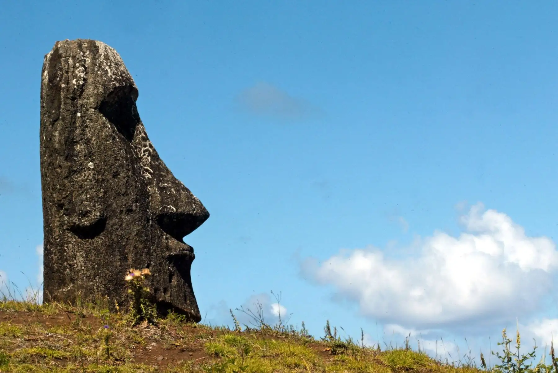 Imagen de una de las 390 enormes estatuas abandonadas (moais en lengua Rapa Nui), en la ladera del volcán Rano Raraku en la Isla de Pascua, a 3700 km de la costa de Chile. AFP