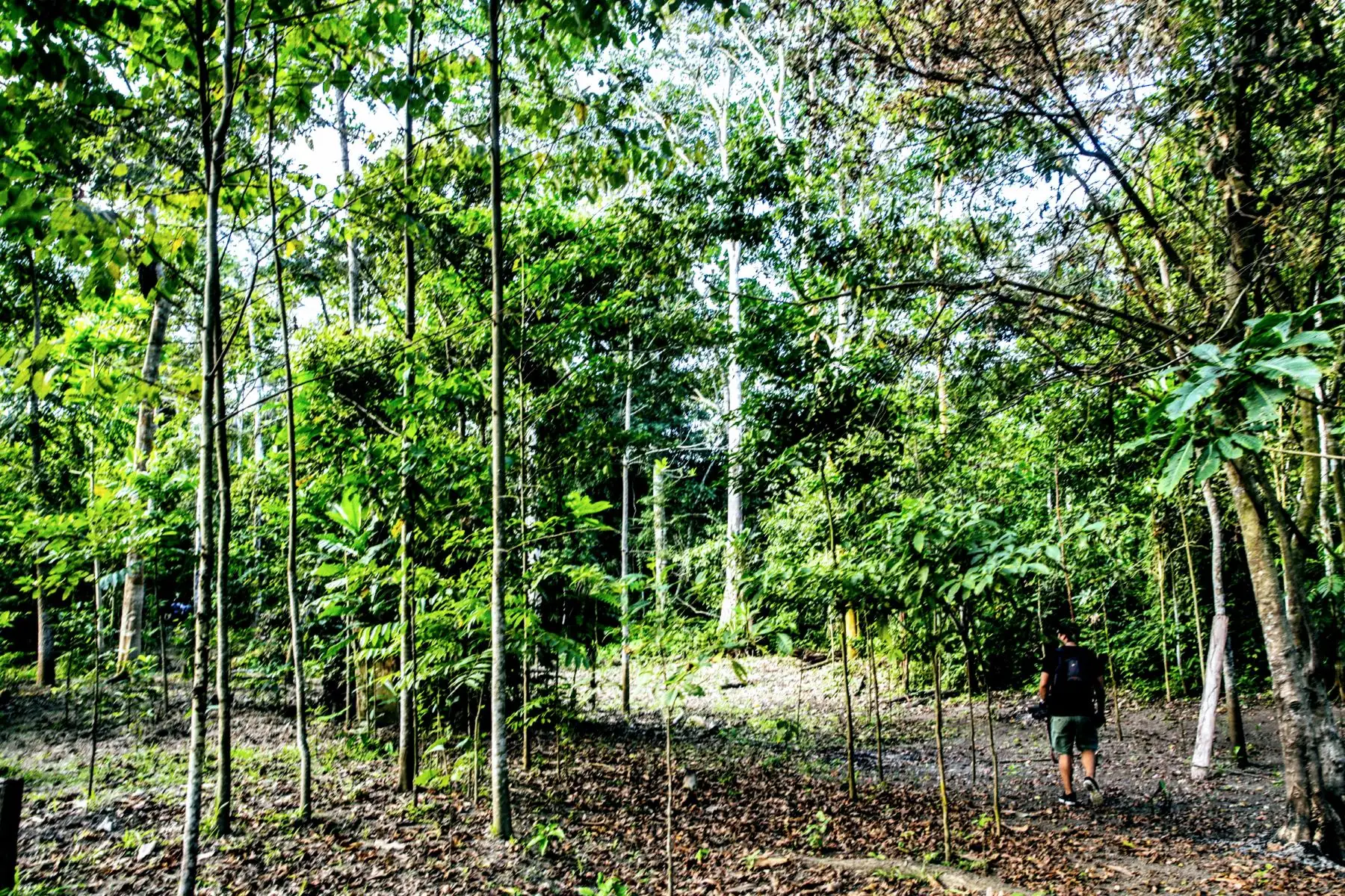A 15 minutos de la ciudad de Pucallpa, está la laguna de Yarinacocha, que con sus 30 kilómetros de longitud, espera ser navegada por los populares peque peques. Foto: ANDINA/Luis Iparraguirre