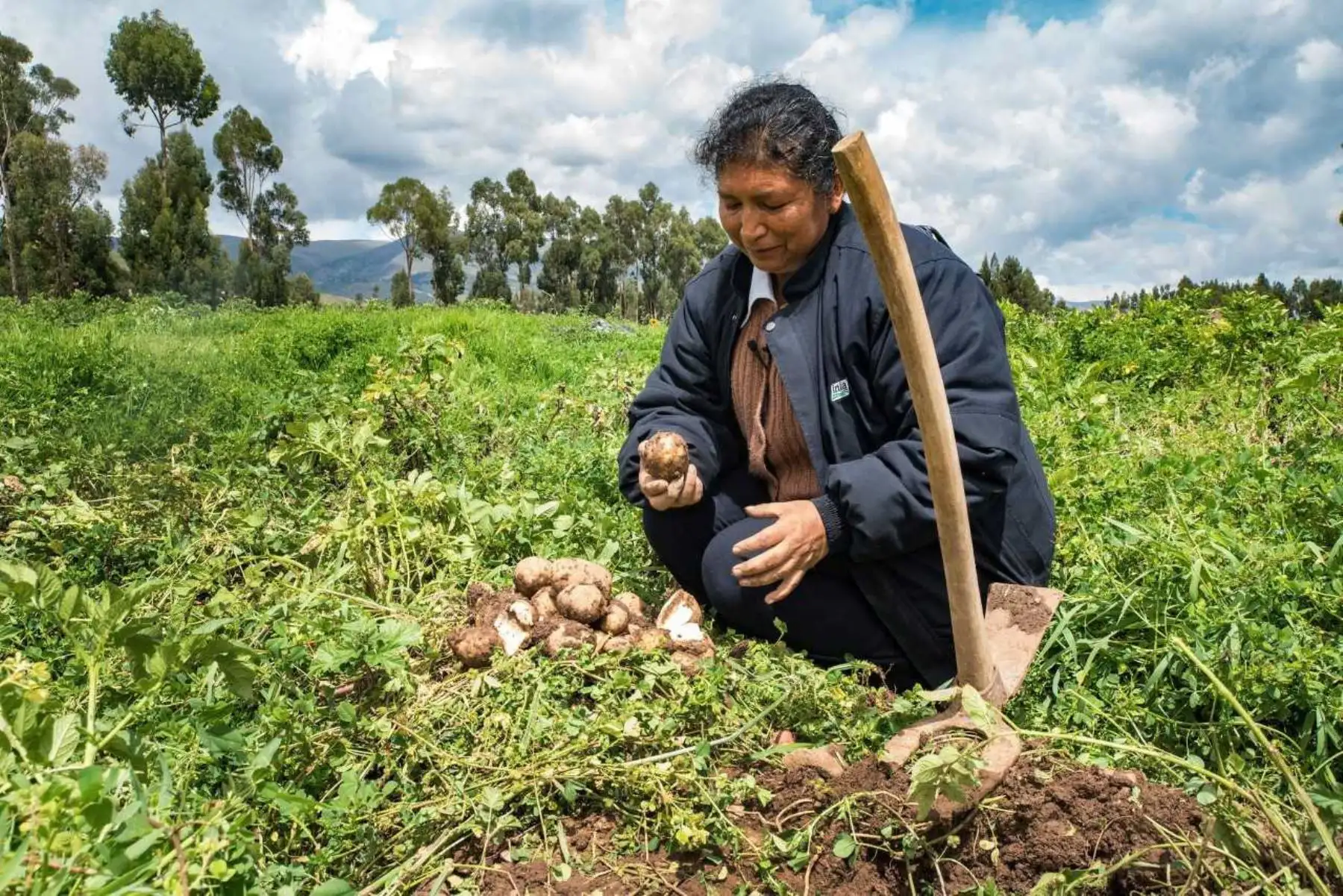 Tras más de dos años de desarrollar diversos análisis e investigaciones, el Instituto Nacional de Innovación Agraria (INIA) identificó en la sierra del Perú nuevas variedades de papa con resistencia genética a efectos del cambio climático, mejorando la competitividad del cultivo con el incremento de la producción.