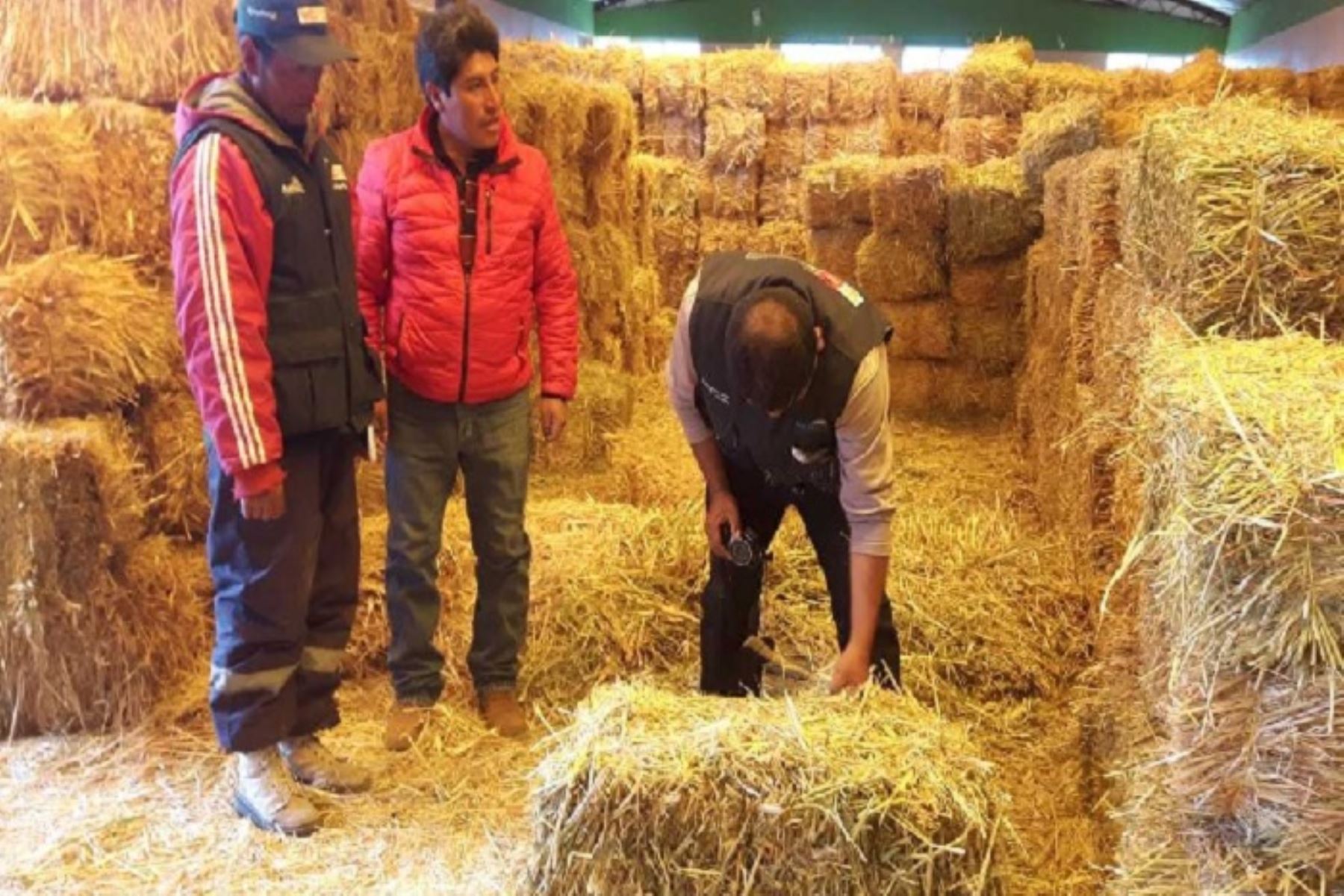 Heladas: Arequipa recibe 275, 840 kilos de pacas de heno para proteger ganado