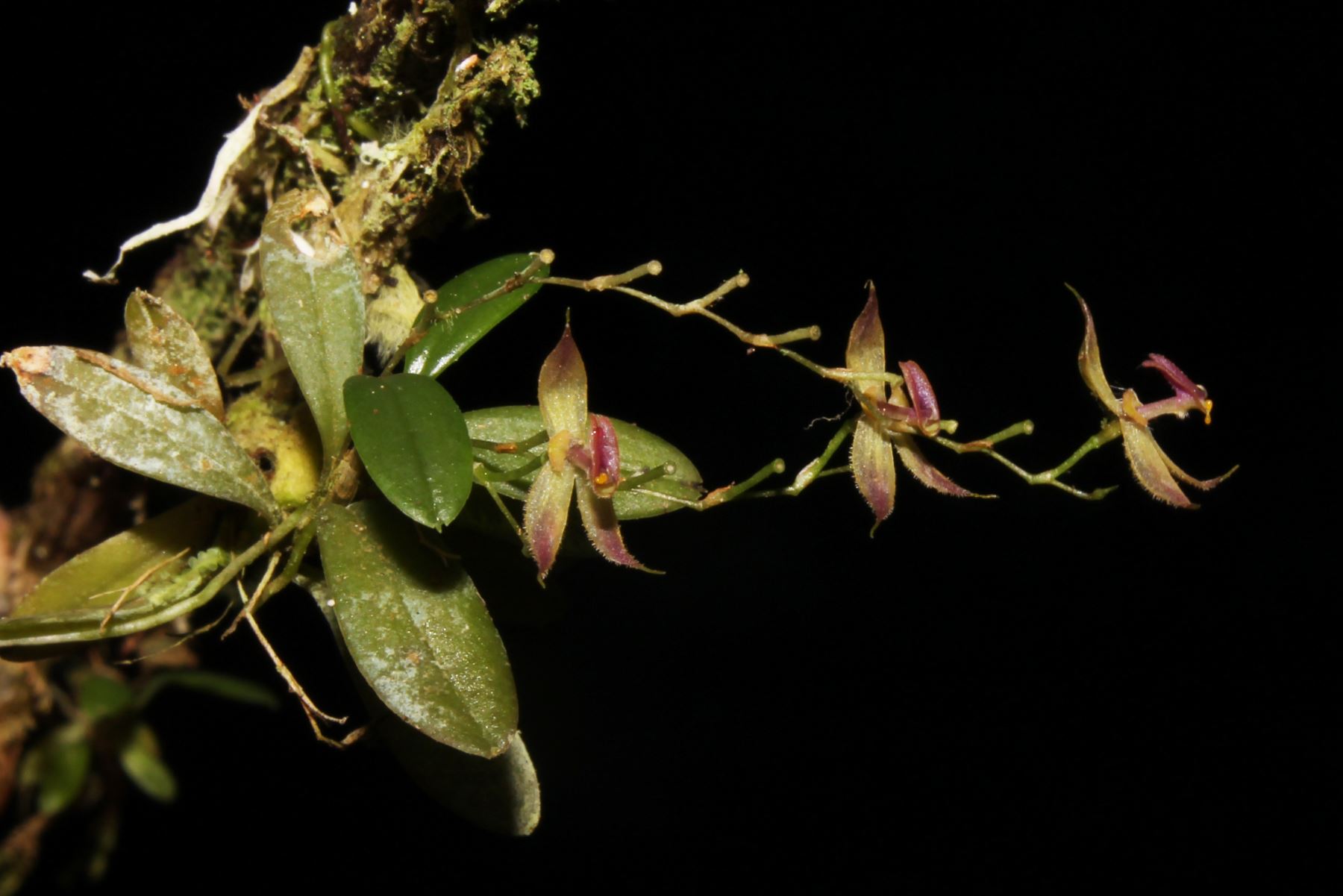 Sernanp descubre nueva variedad de orquídea en Parque Nacional Tingo María, en Huánuco. ANDINA/Difusión