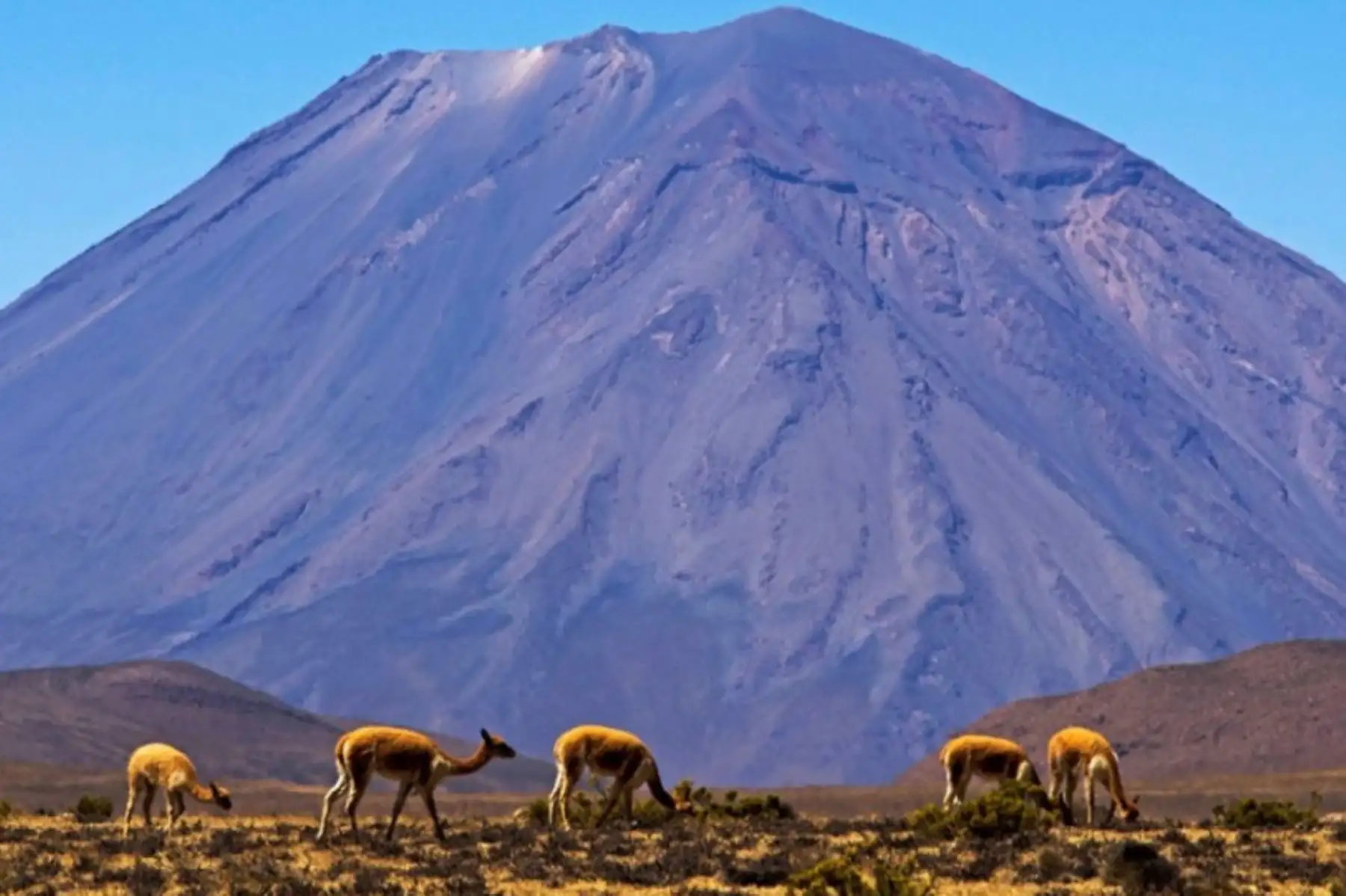 La región Arequipa cuenta con tres áreas naturales protegidas, categorizadas como Santuario Nacional, Reserva Nacional y Reserva Paisajística. En víspera de celebrarse el 478° aniversario de fundación de la Ciudad Blanca, conozca estas zonas administradas por el Servicio Nacional de Áreas Naturales Protegidas por el Estado (Sernanp).