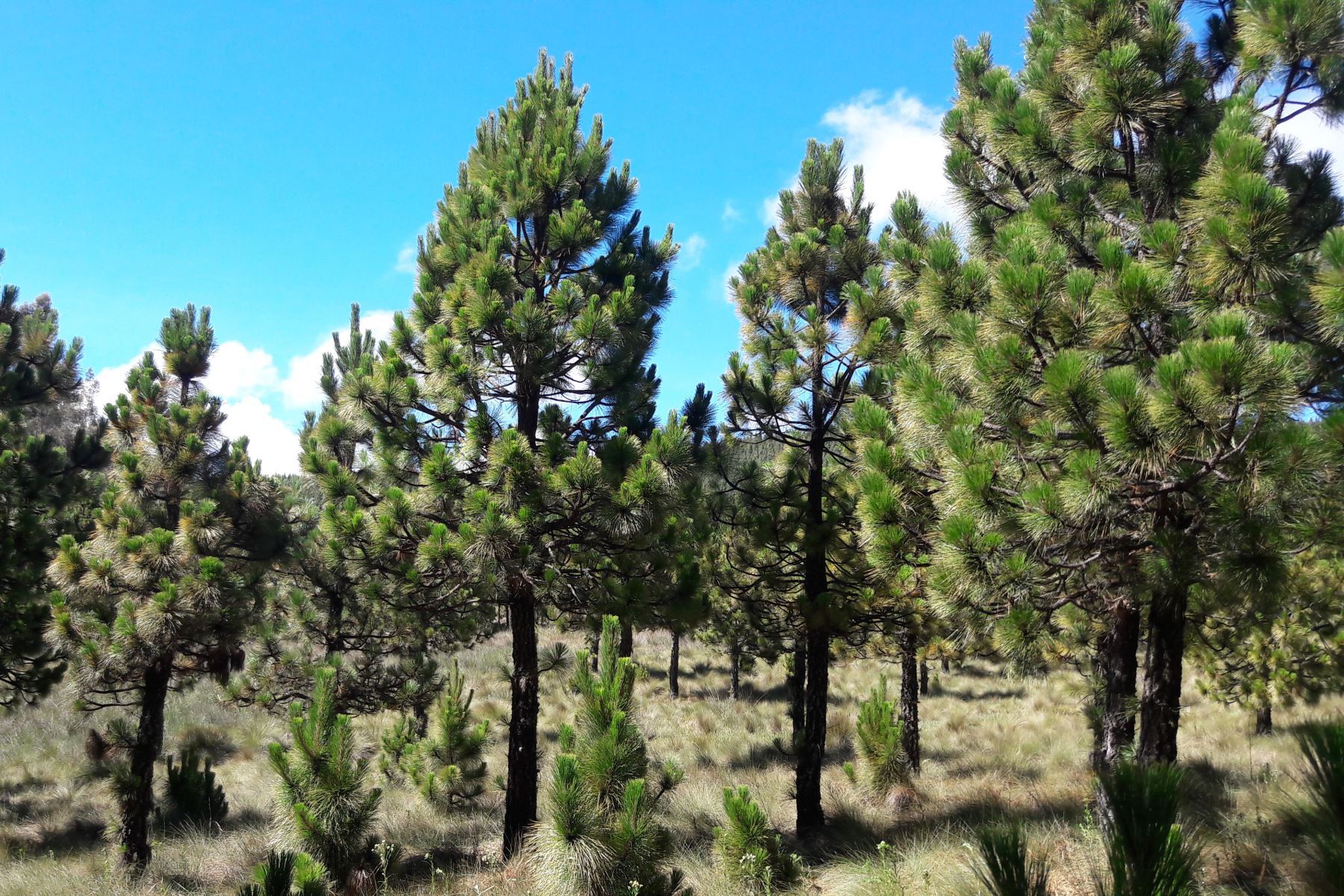 El pino es la plantación forestal con el mayor potencial maderable de Cajamarca. ANDINA/Difusión