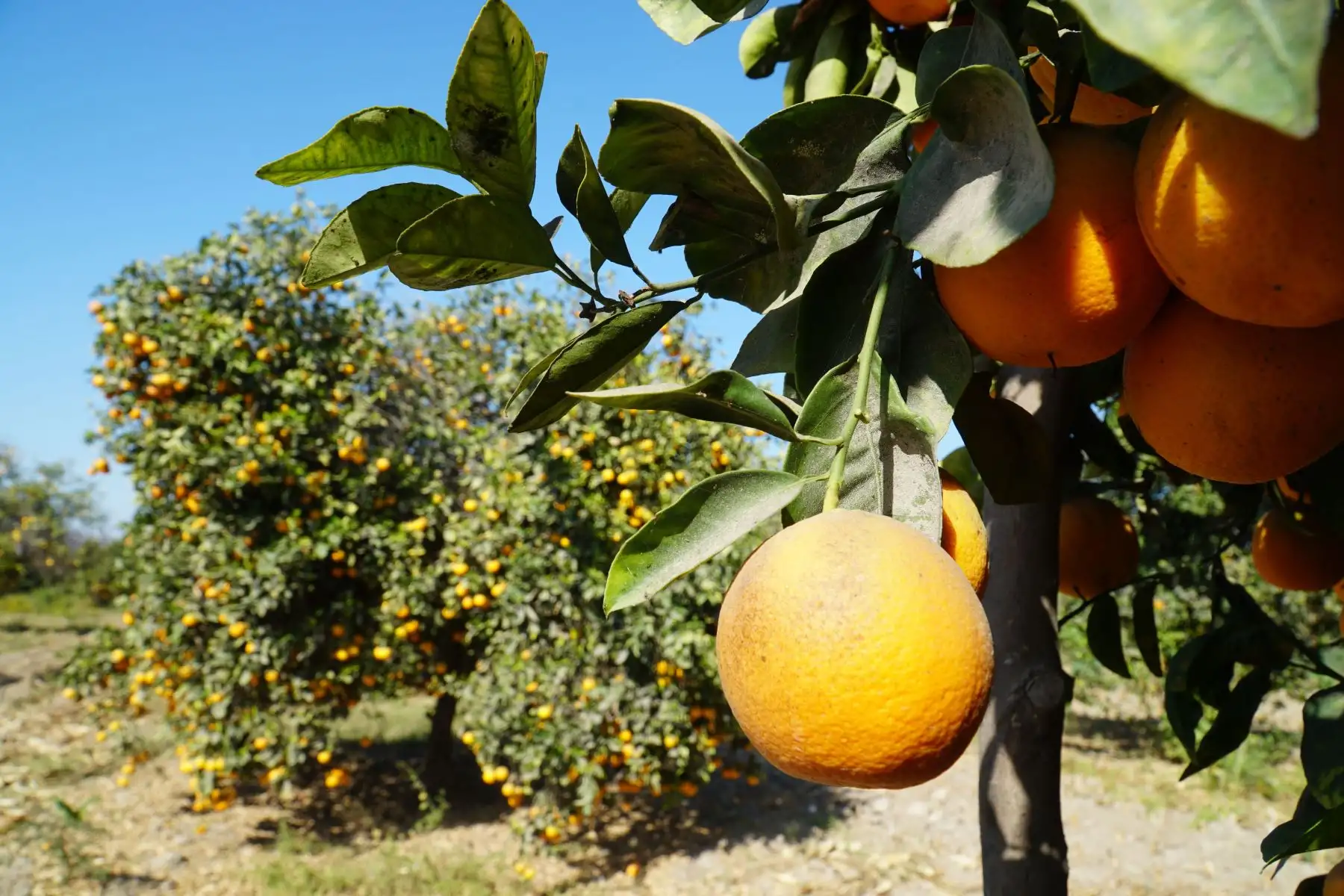 El distrito de Sayán, región Lima, celebrará el Festival de la Naranja este fin de semana largo por el día de Santa Rosa de Lima. ANDINA/Difusión