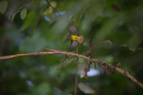 Ave Mosquerito adornado en Parque Nacional Tingo María. Foto: Promperú/Ernesto Benavides