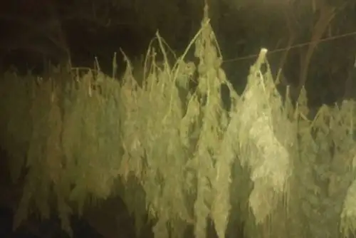 Un grupo de agentes de diferentes áreas especializadas de la Policía Nacional del Perú (PNP) destruyó 16 mil plantones de marihuana en un operativo realizado en el caserío de Villa La Peñita, distrito de Tambogrande, región Piura.. Foto: Mininter