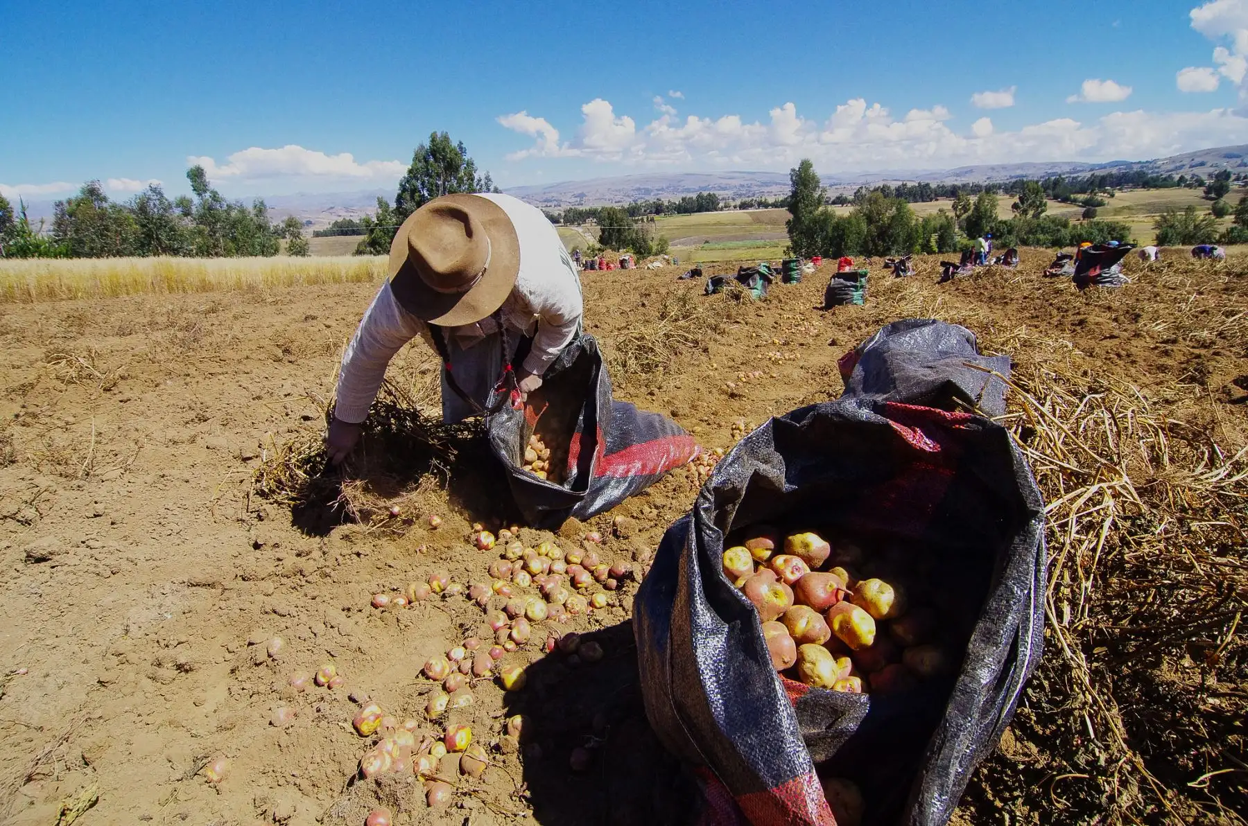 Agromercado impulsará la competitividad de la pequeña agricultura. ANDINA/Difusión