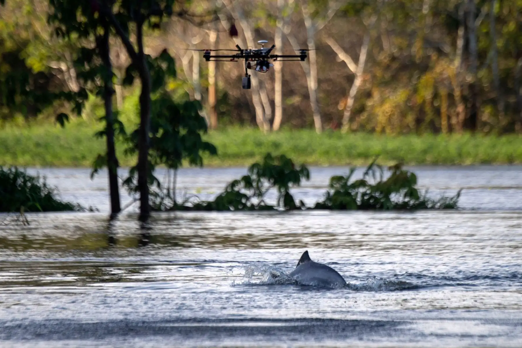 Delfín del río Tucuxi (Sotalia fluviatilis) en el estado de Amazonas, Brasil Foto: AFP