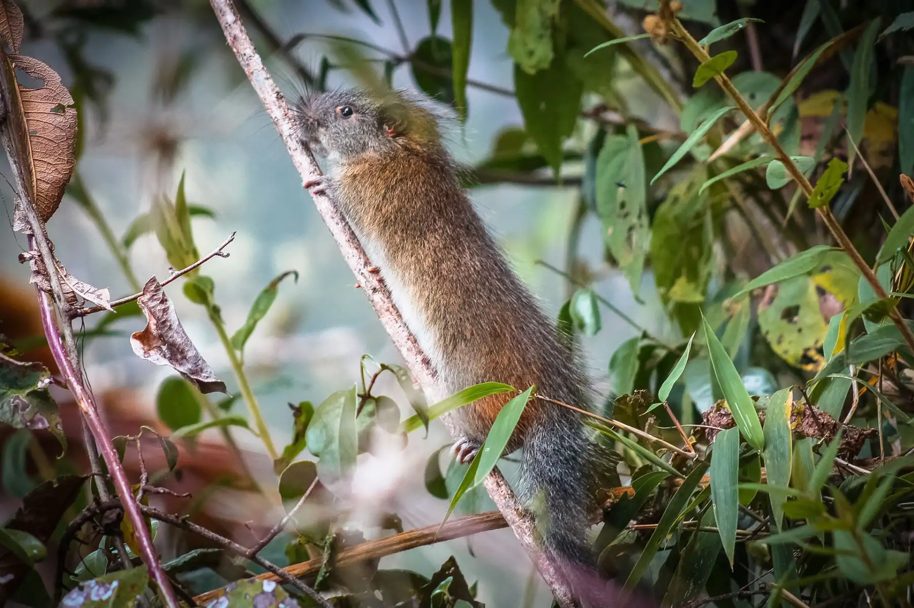Hallan rara especie de roedor en Santuario Histórico de Machu Picchu. Foto: Sernanp/Johnny Pérez Cruz y William Yucra Sullca