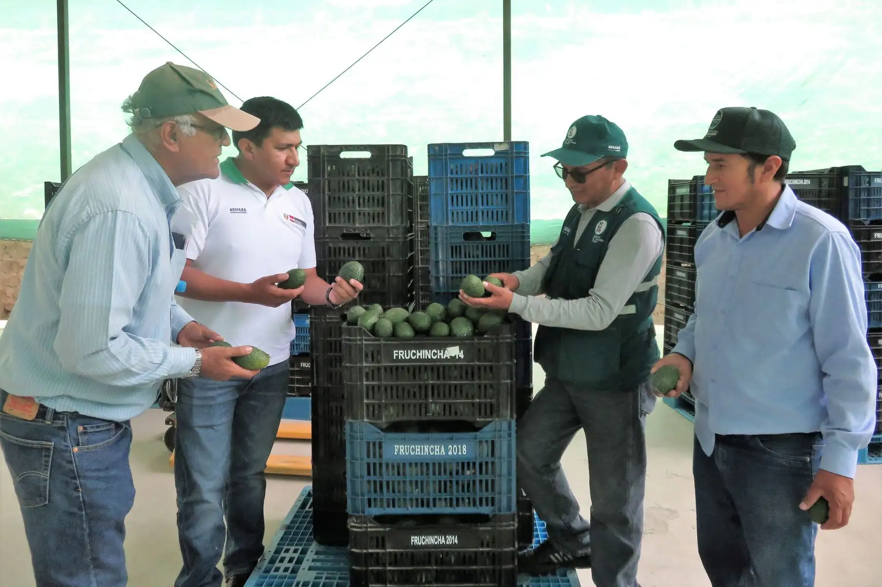 Cusco se posiciona como exportador de palta Hass a Europa, Asia y EE UU. ANDINA