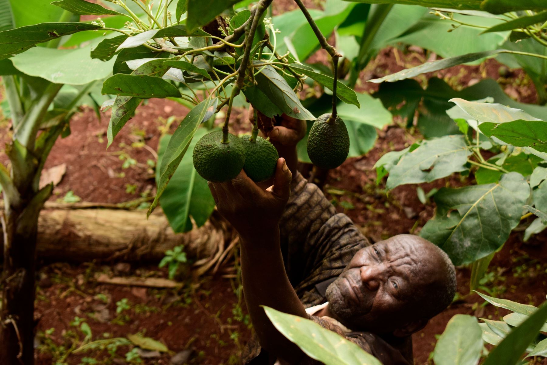 Cultivador de aguacate (palta) keniano Simon Kimani Foto: AFP