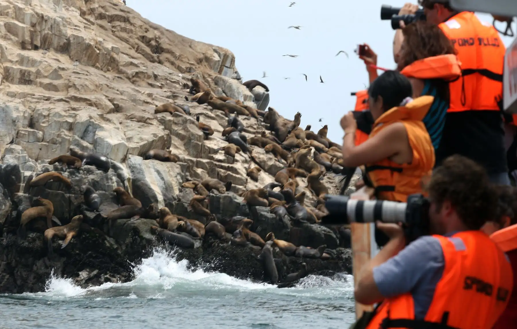 Las Islas Palomino, llamadas también Islotes Palominos, son un grupo de pequeñas islas que se encuentran frente a la Provincia Constitucional del Callao. Foto:Archivo El Peruano