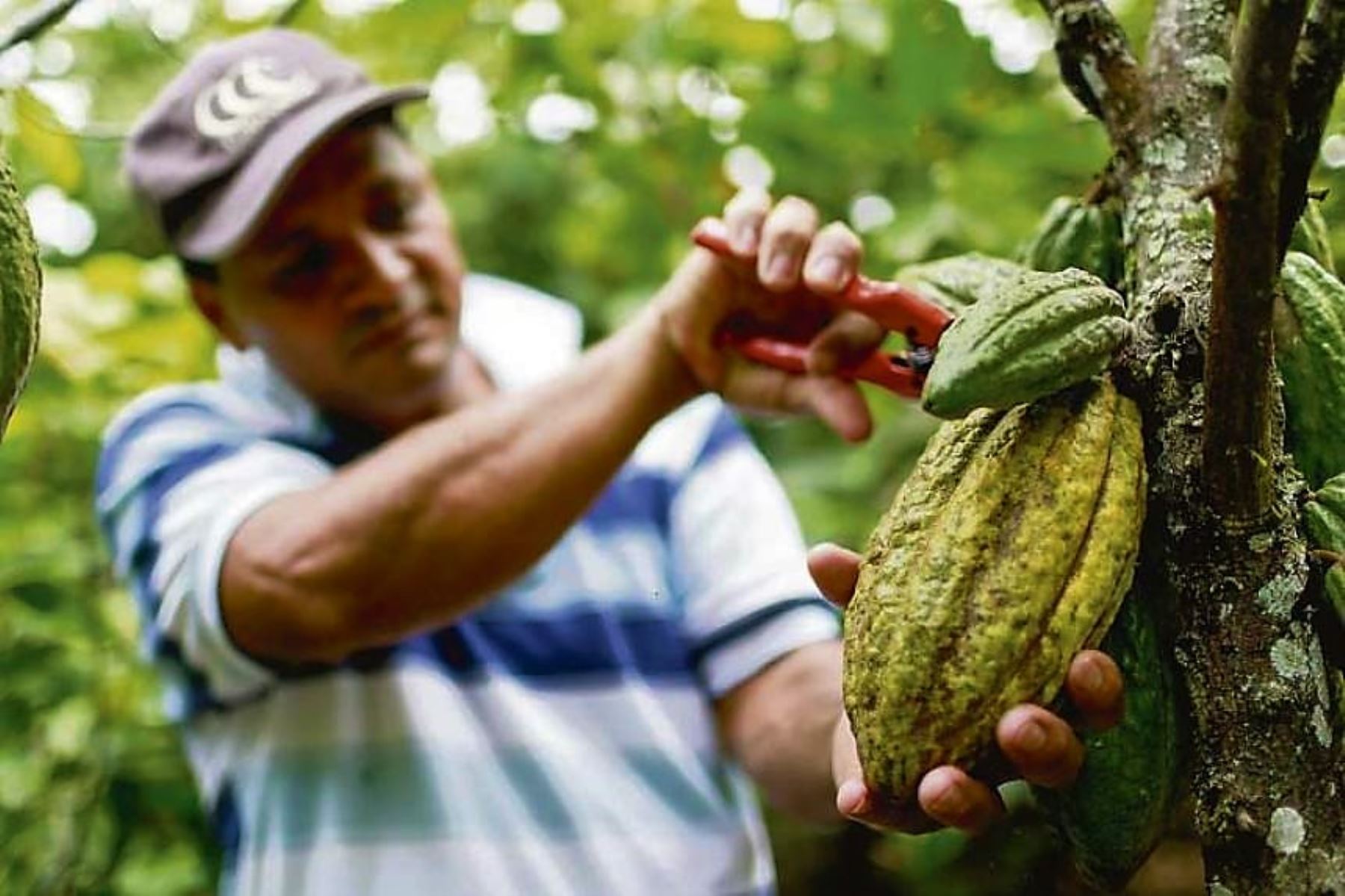 San Martín valida las tecnologías para manejo integrado del cacao. ANDINA/Difusión