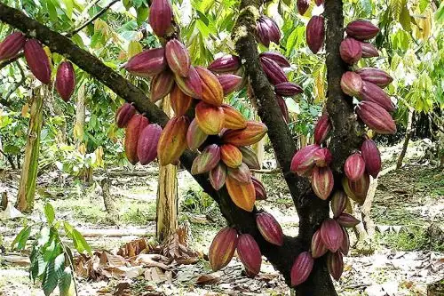 Cacao peruano. Foto: ANDINA/Difusión