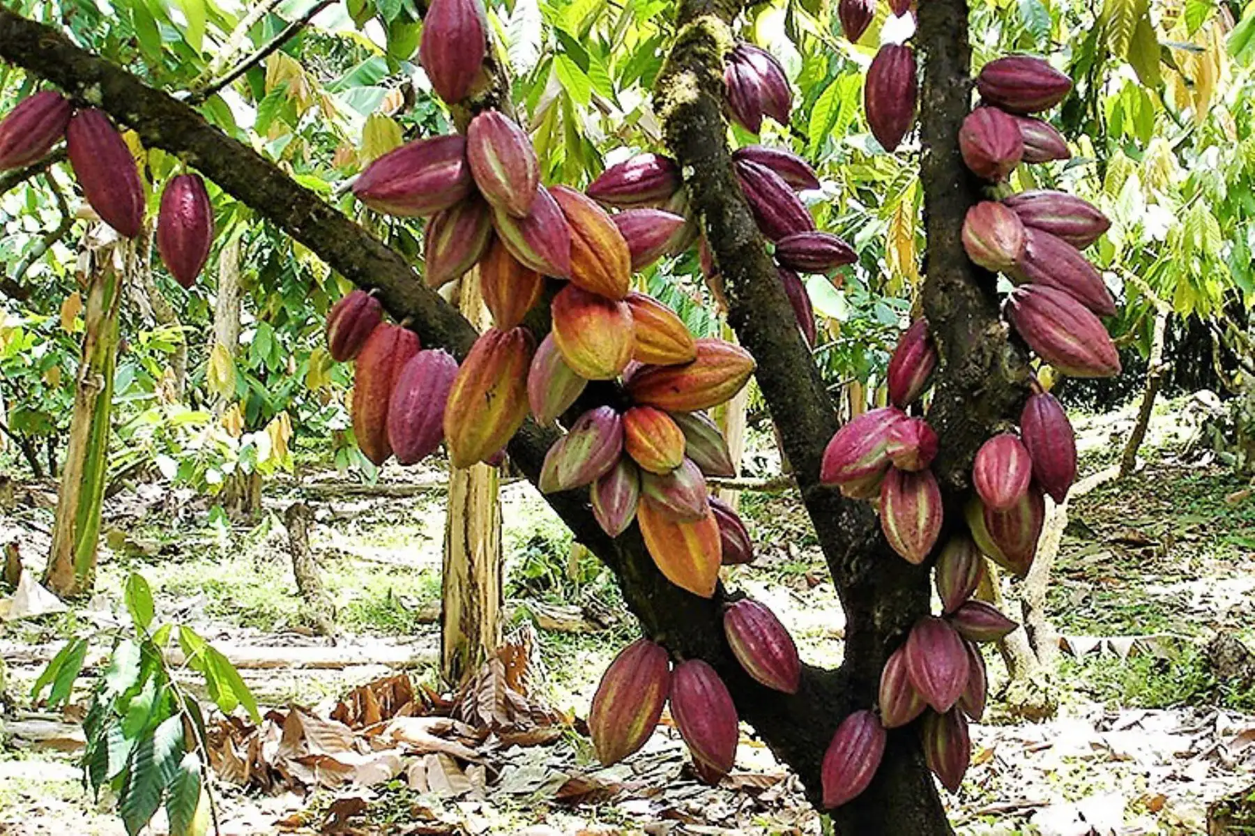 Cacao peruano. Foto: ANDINA/Difusión