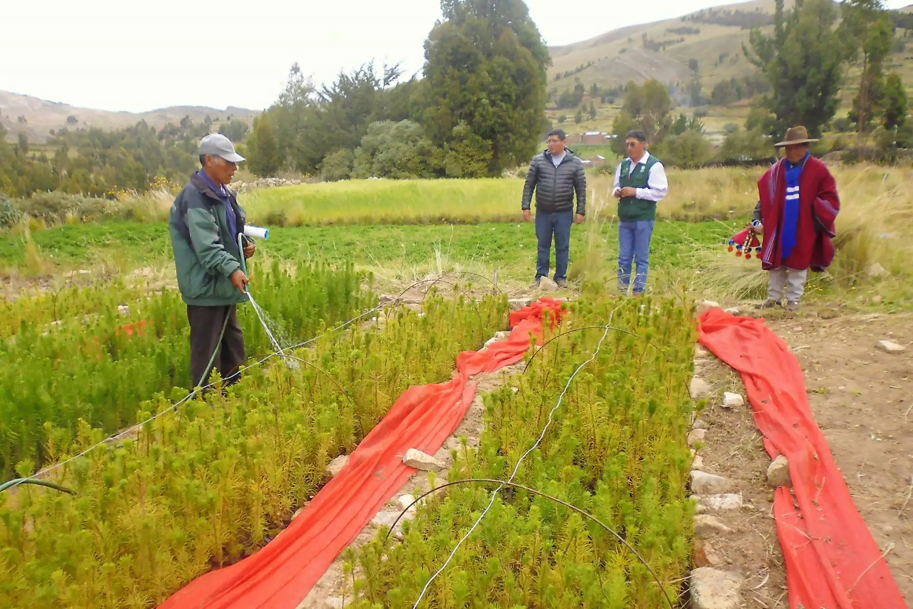 Puno reforestará sus bosques con instalación de árboles de pino.