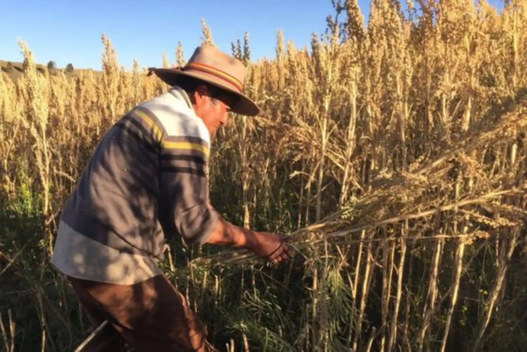 Agricultor de quinua. Cortesía