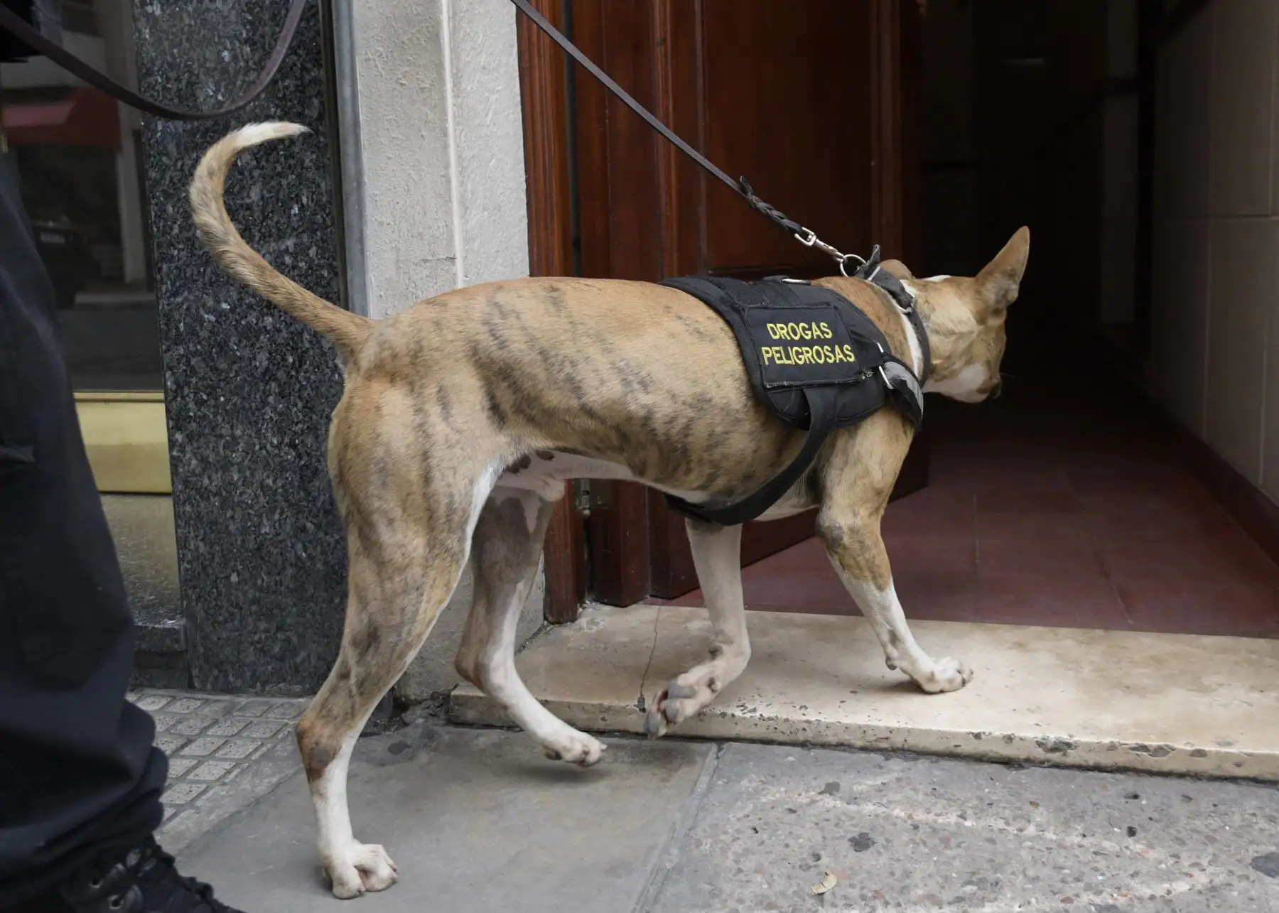 Un integrante de la unidad K9 de la Policía Federal llega con su perro a incursionar en una propiedad del ex presidente argentino y actual senadora Cristina Fernández de Kirchner como parte del llamado caso de cuadernos de corrupción, en el barrio Recoleta, Buenos Aires, el 23 de agosto de 2018.A FP