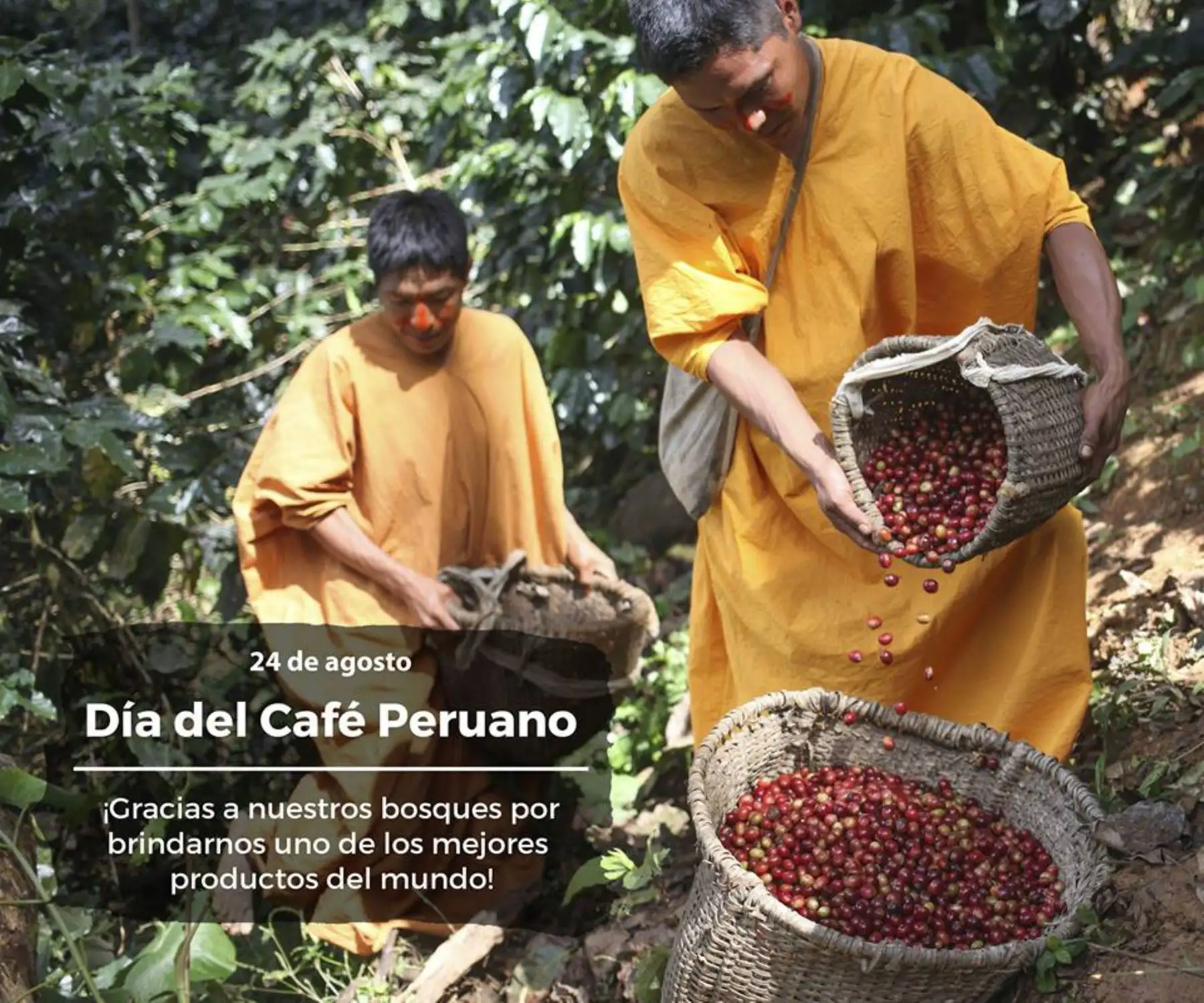La experiencia de lograr un aromático y exquisito café de bosques conservados ha convertido a los caficultores de las comunidades nomatsiguengas de Mayni y Shora de Alto Coriri, en la región Junín, en un ejemplo para las comunidades indígenas que empiezan a mejorar sus cultivos de café con los incentivos y asistencia técnica del Programa Bosques del Ministerio del Ambiente (Minam).