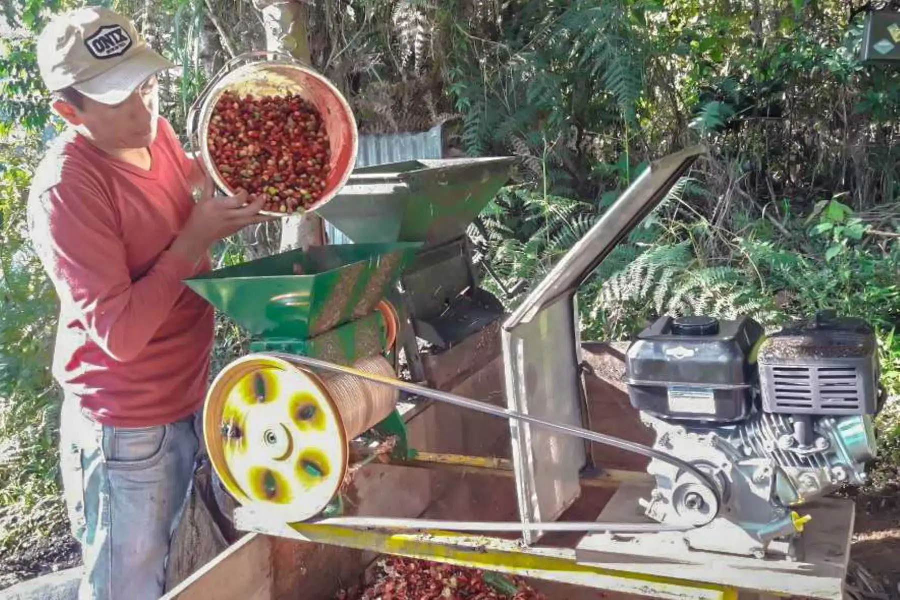 Unas 730 hectáreas de cultivos de hoja de coca fueron reconvertidos a cafetales en el Valle de los Ríos Apurímac, Ene y Mantaro (Vraem), en beneficio de 677 productores agropecuarios en el marco de la Ley 29736, de Reconversión Productiva Agropecuaria.