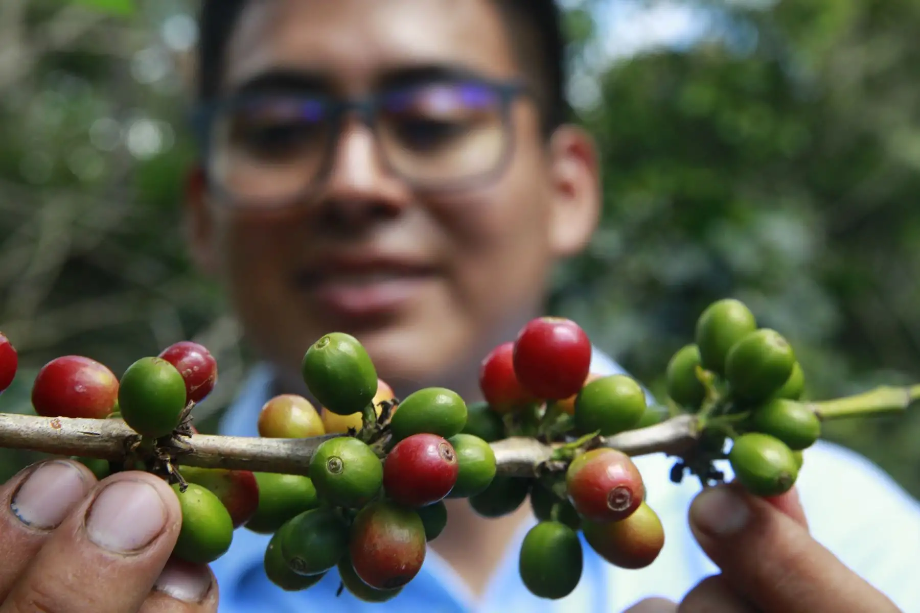 El Indecopi destacó que el café peruano cuenta con dos denominaciones de origen: Café Villa Rica (que se produce en la región Pasco) y Café Machu Picchu-Huadquiña (en la región Cusco), que le da mayores oportunidades de posicionamiento en el país y acceso al mercado internacional. ANDINA/Eddy Ramos