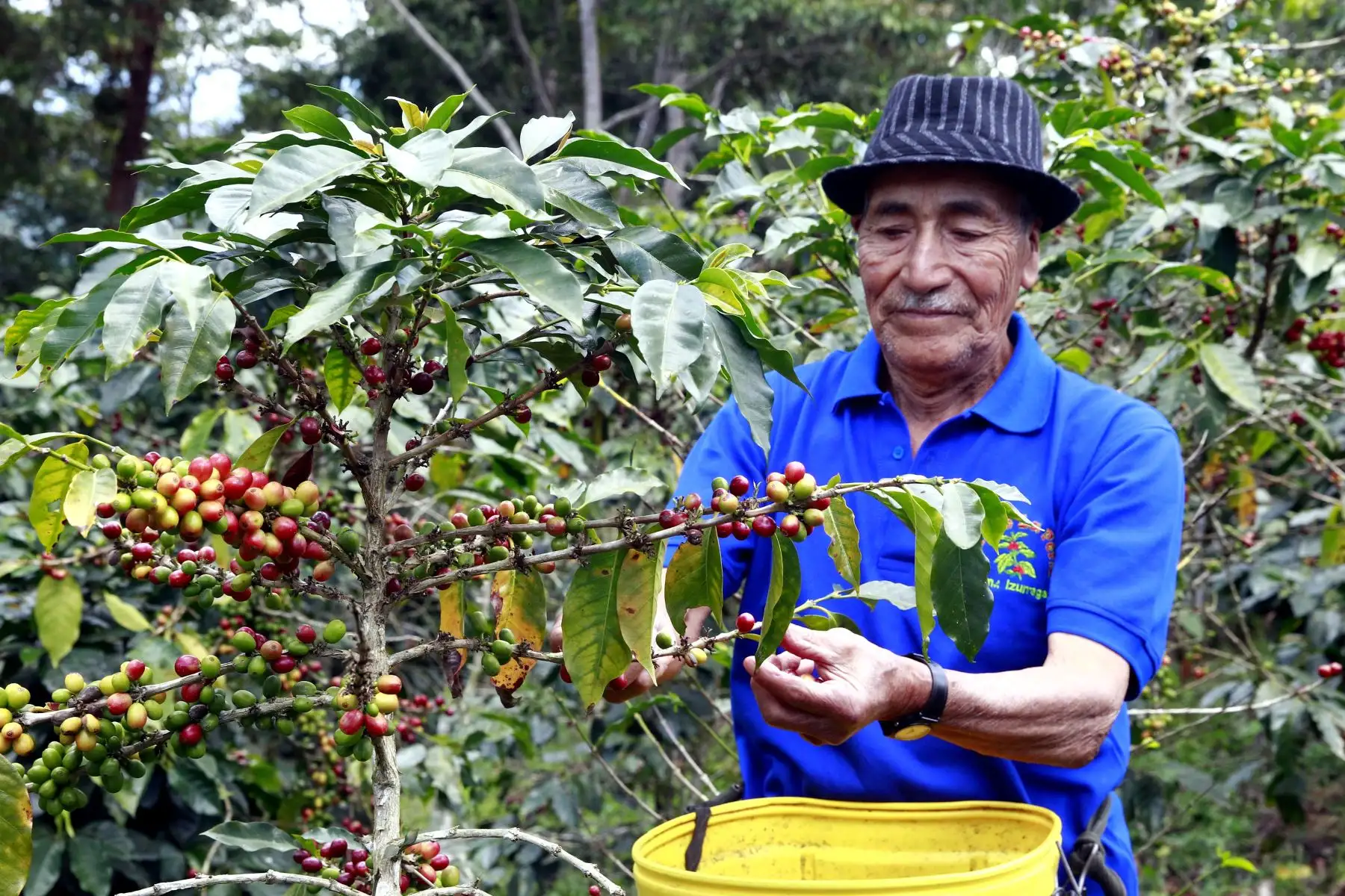 el Sistema Nacional de Evaluación, Acreditación y Certificación de la Calidad Educativa (Sineace) certifica las competencias de los productores de plantones de café, a fin de que se mantenga su calidad. ANDINA/Eddy Ramos