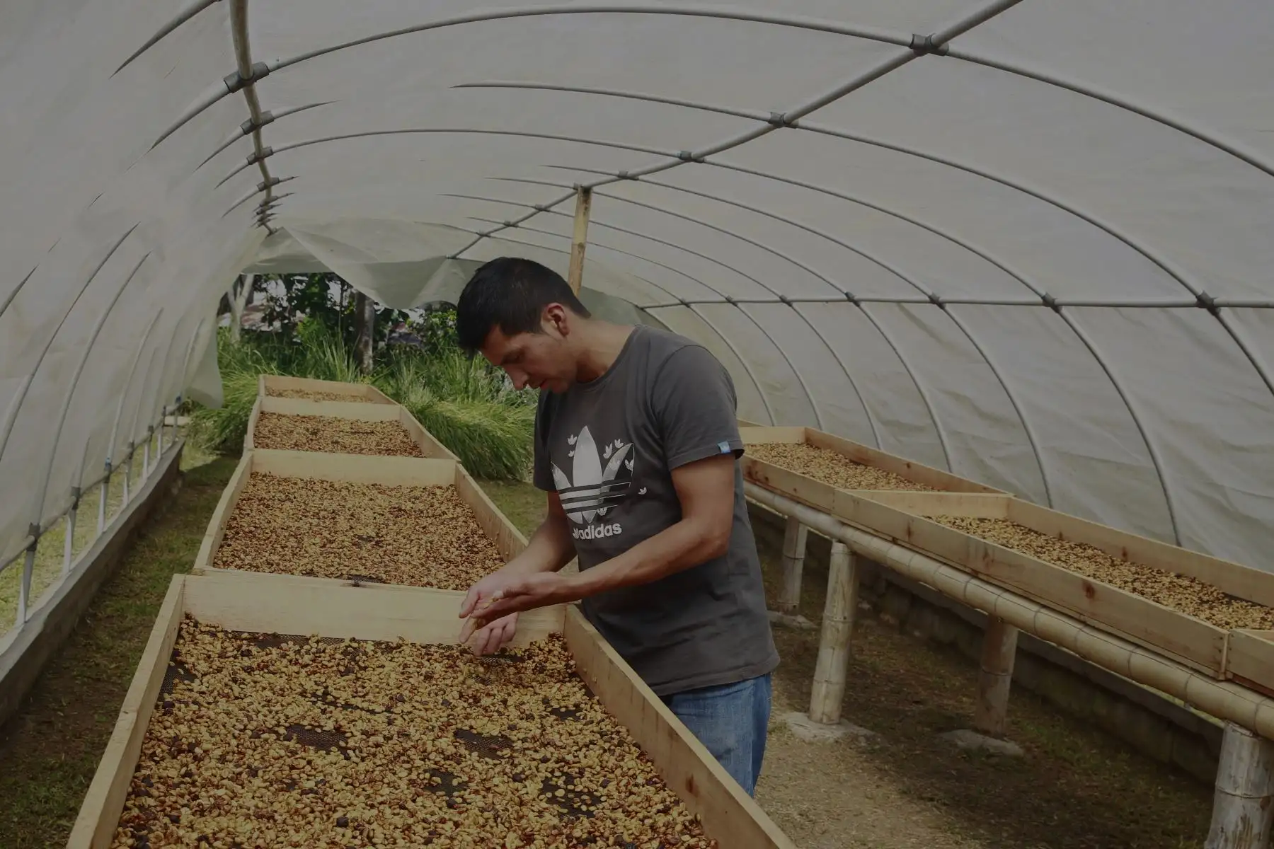 En el día del Café Peruano, visita a las diversas fincas cafetaleras que forman parte del Parque Nacional del Café en la Merced - Chanchamayo. FOTO - ANDINA /Eddy Ramos.