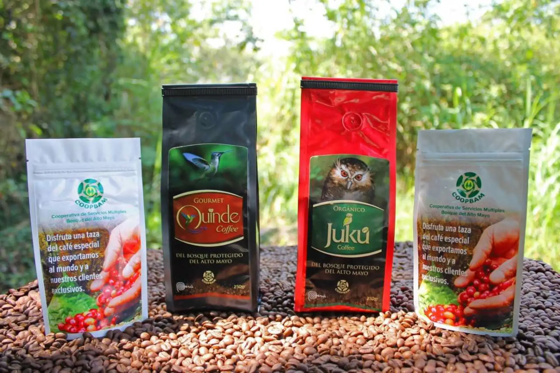 Actualmente hay 336 familias asentadas en el Bosque de Protección Alto Mayo, en la región San Martín, dedicadas al cultivo de uno de los mejores cafés del mundo, cuya exportación se incrementó, de 1 a más de 10 contenedores durante los últimos 3 años, informó el Servicio Nacional de Áreas Naturales Protegidas por el Estado (Sernanp).