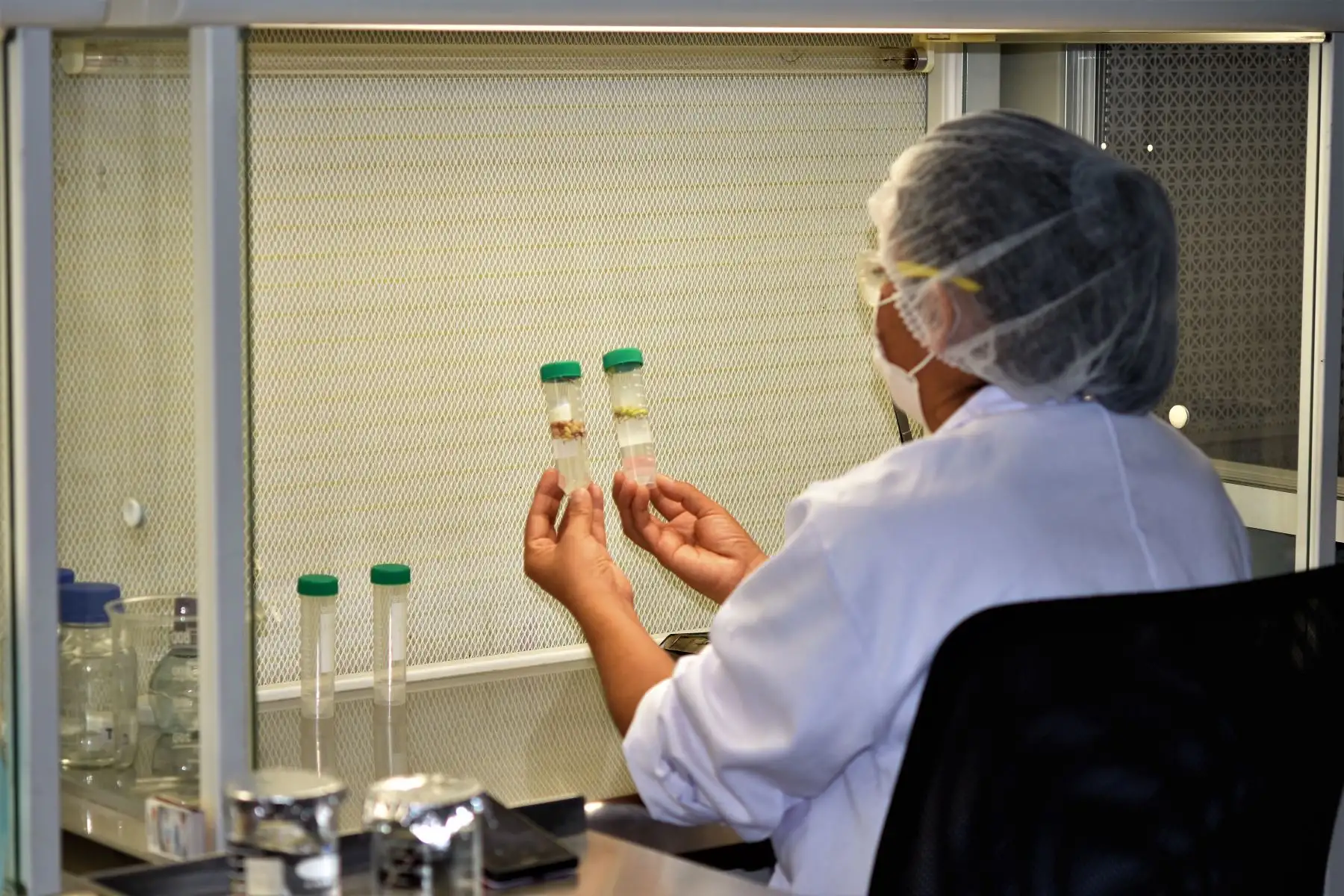 INIA aplica nuevas técnicas para clonar genes del cacao en San Martín. ANDINA/Difusión