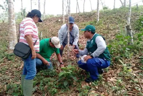 Productores de Ucayali realizan control biológico frente a plagas forestales. ANDINA/Difusión