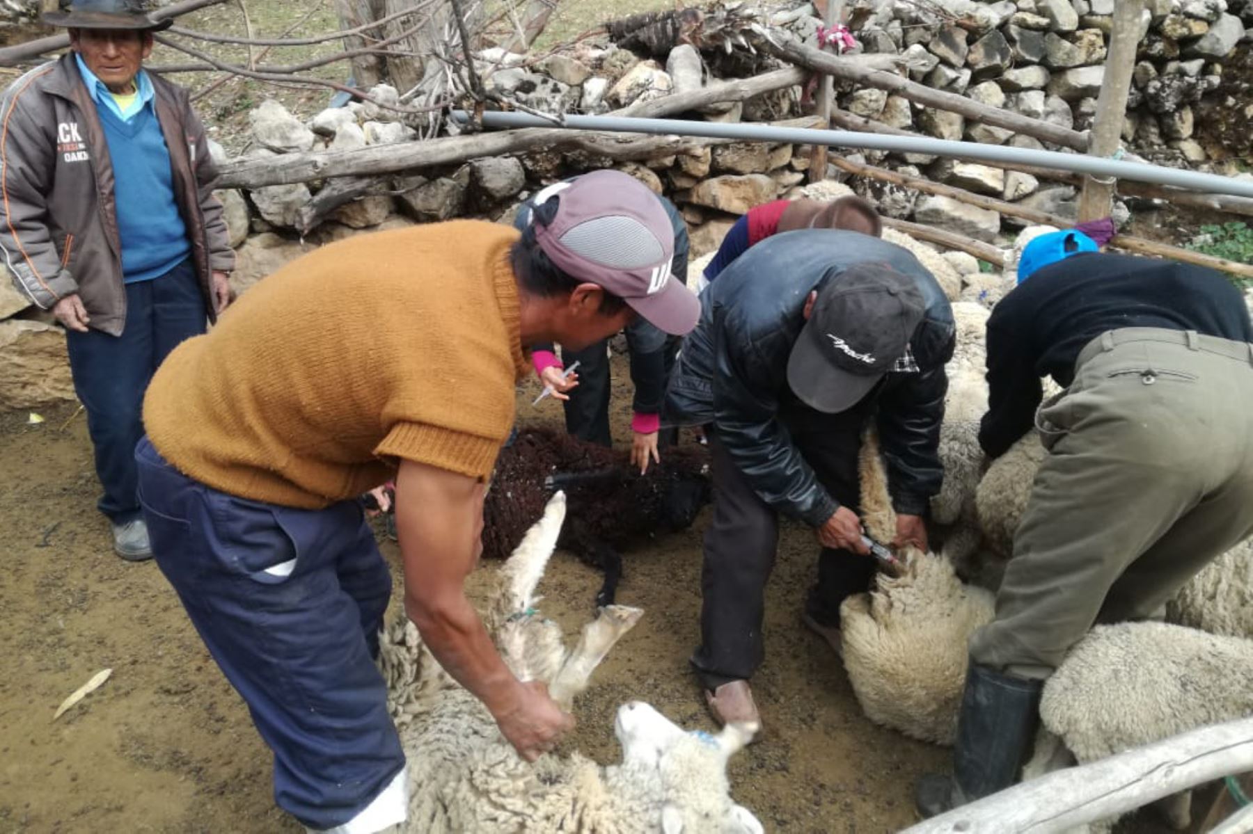 Con kits veterinarios buscan proteger a 48,800 cabezas de ganado en Huánuco. ANDINA/Difusión