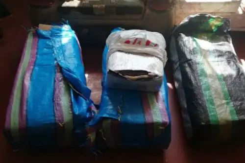 La Policía Nacional del Perú (PNP), tras un paciente trabajo de inteligencia, capturó en Huánuco a tres presuntos integrantes de la banda criminal “Los Injertos de La Rinconada”, dedicada al tráfico ilícito de drogas, informó el Ministerio del Interior.