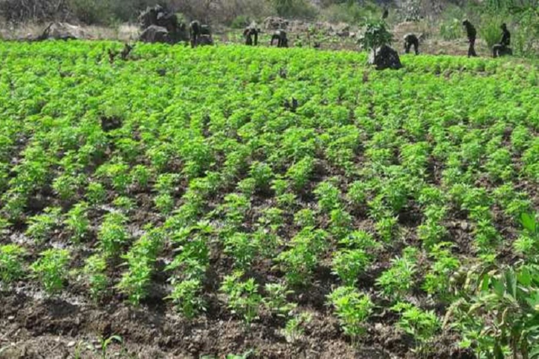 Agentes antidrogas del Frente Policial del Valle de los ríos Apurímac, Ene y Mantaro (FP-Vraem) de la Policía Nacional del Perú (PNP) erradicaron 8,000 plantones de marihuana.