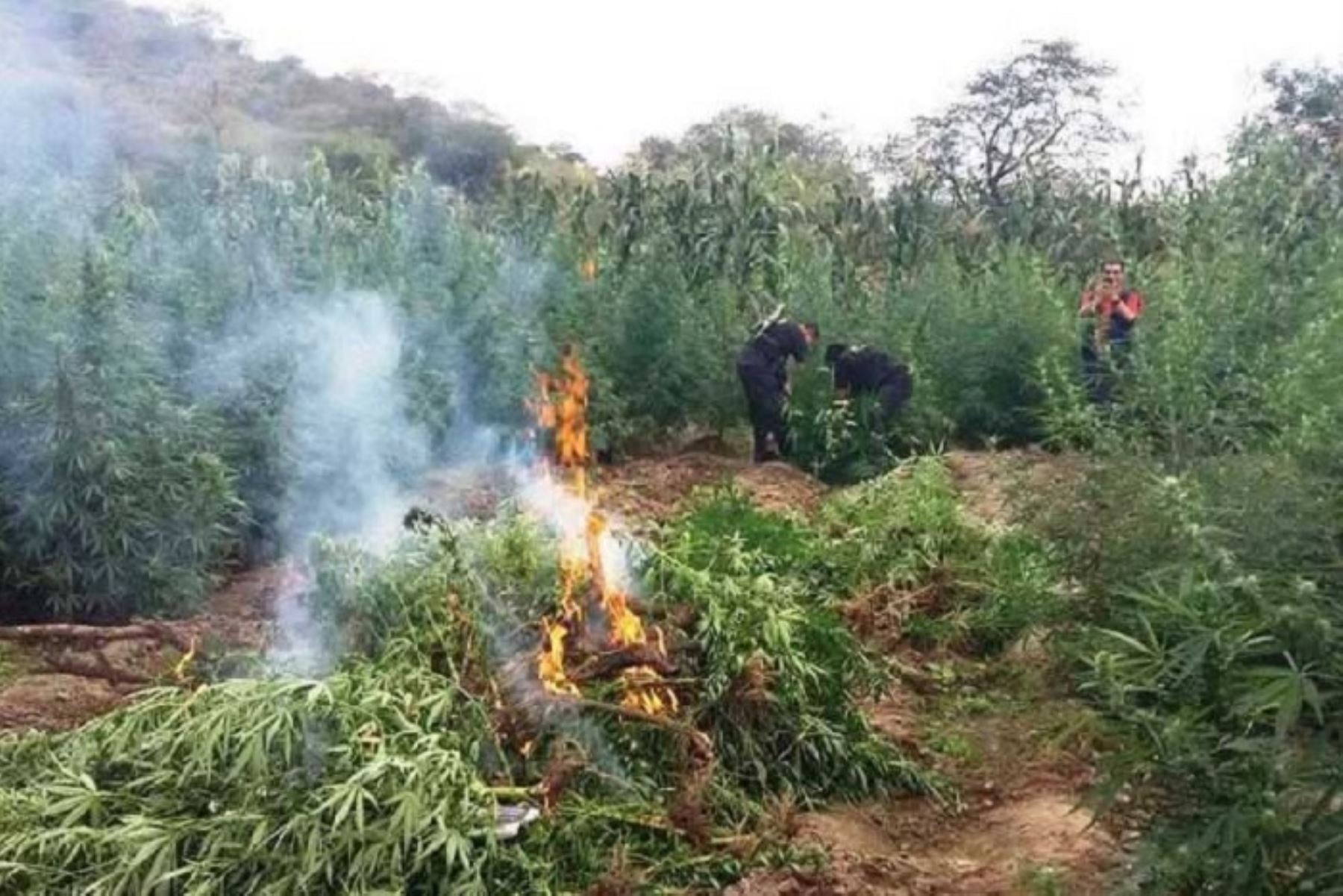 Incineran 2,250 plantones de marihuana en provincia ancashina de Sihuas