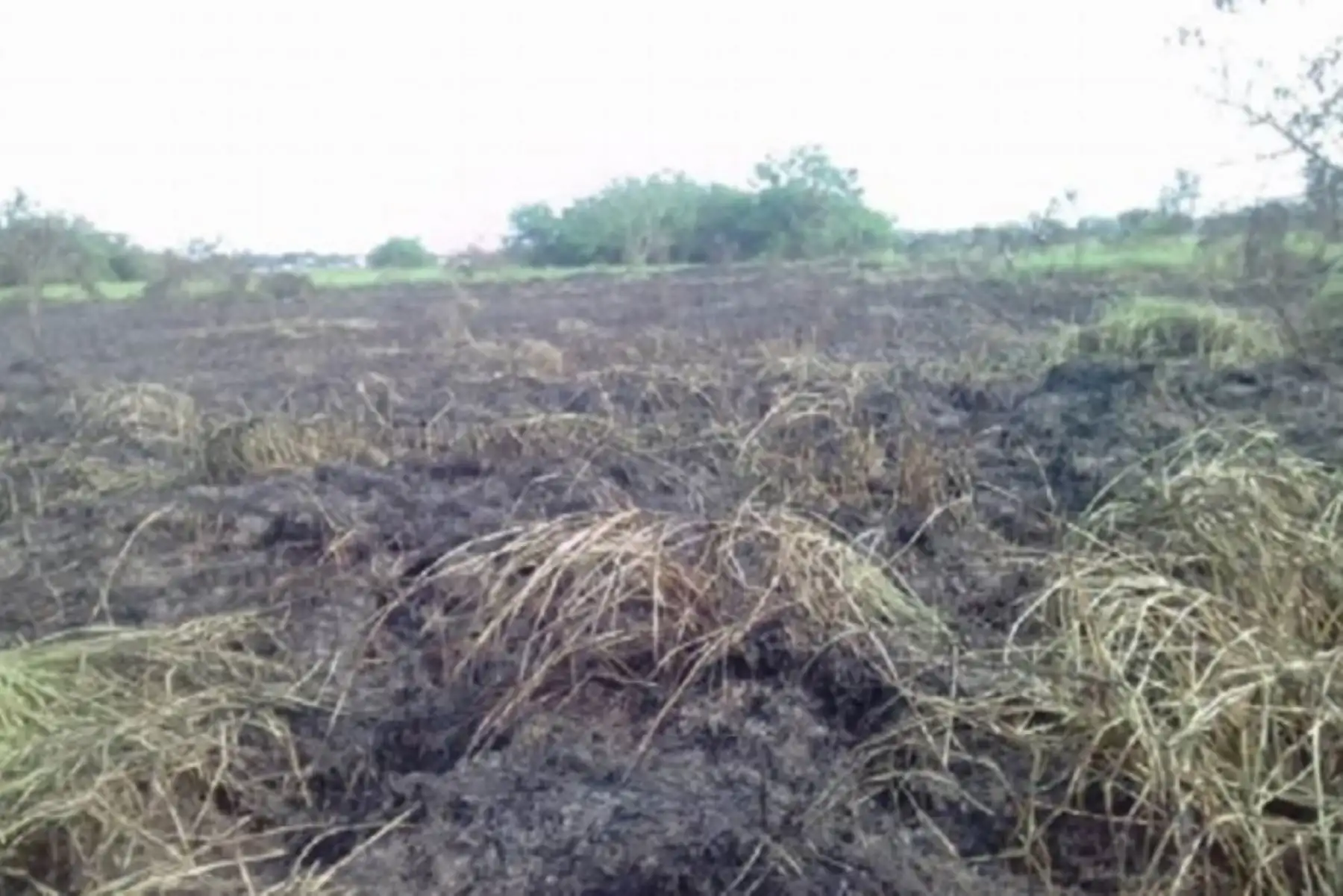 Incendio forestal que se registró en las cercanías de la zona arqueológica de Marcahuamachuco, en el distrito de Huamachuco, en la provincia de Sánchez Cerro, región La Libertad, ha sido extinguido en su totalidad, informó la Dirección Desconcentrada del Instituto Nacional de Defensa Civil (Indeci).ANDINA/Difusión