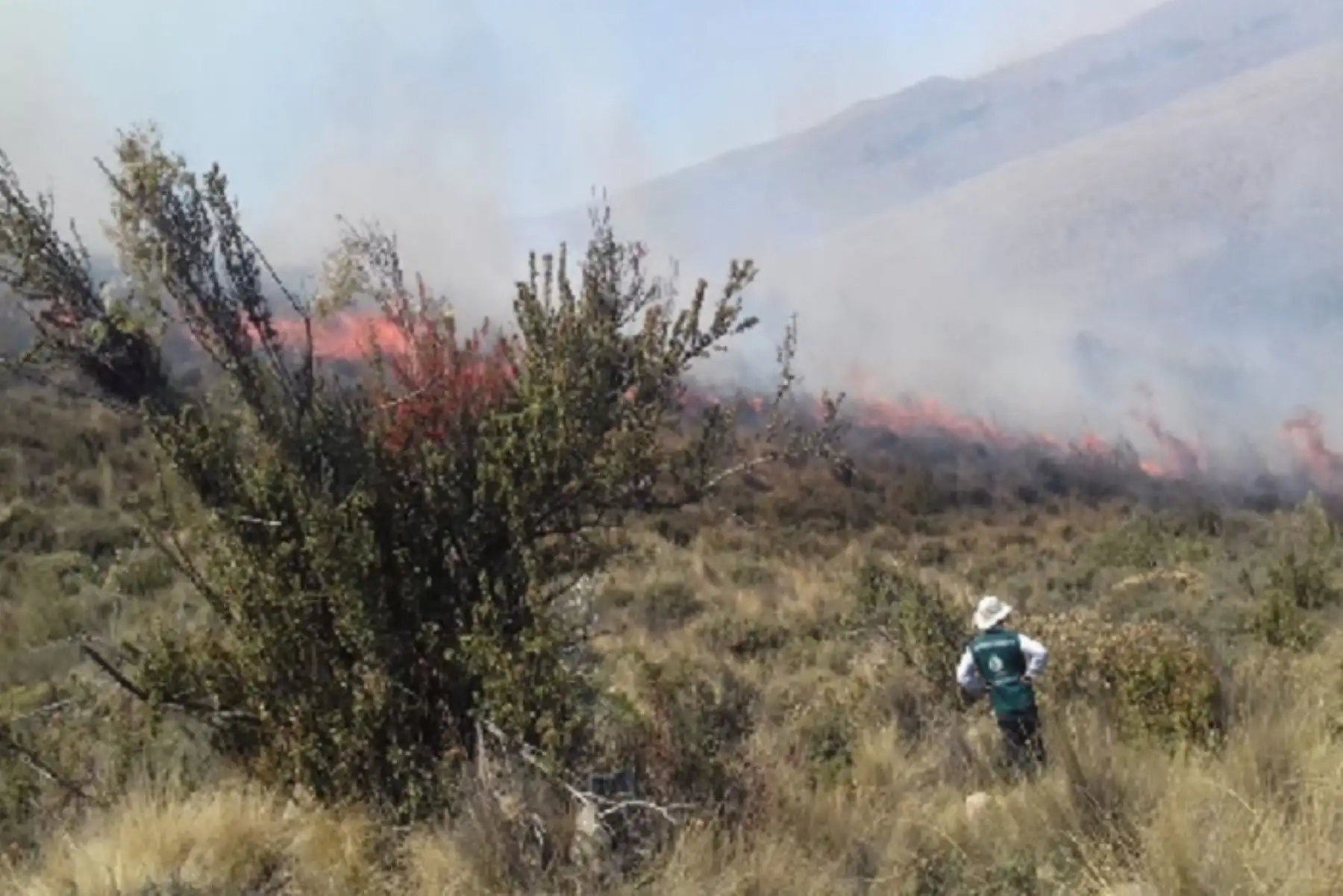 El incendio forestal que se ayer se inició ayer en el sector de Talamolle, región Moquegua, y se extendió hasta el distrito arequipeño de Polobaya, avanza hacia el bosque de queñuales, ubicado en las faldas del volcán Pichu Pichu, advirtió el Servicio Nacional Forestal y de Fauna Silvestre (Serfor).