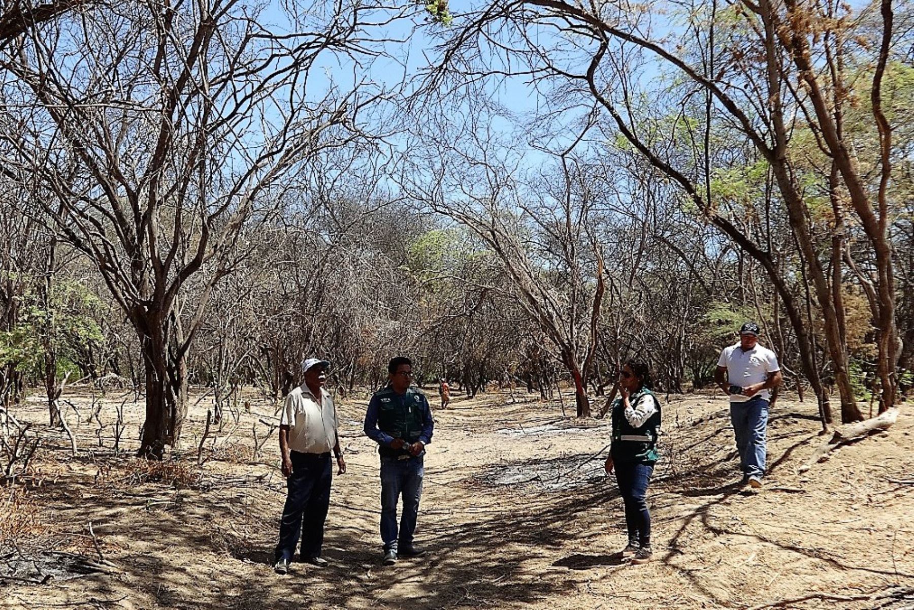 Comunidades campesinas de Piura aprovecharán recursos forestales del bosque seco. Foto: ANDINA.