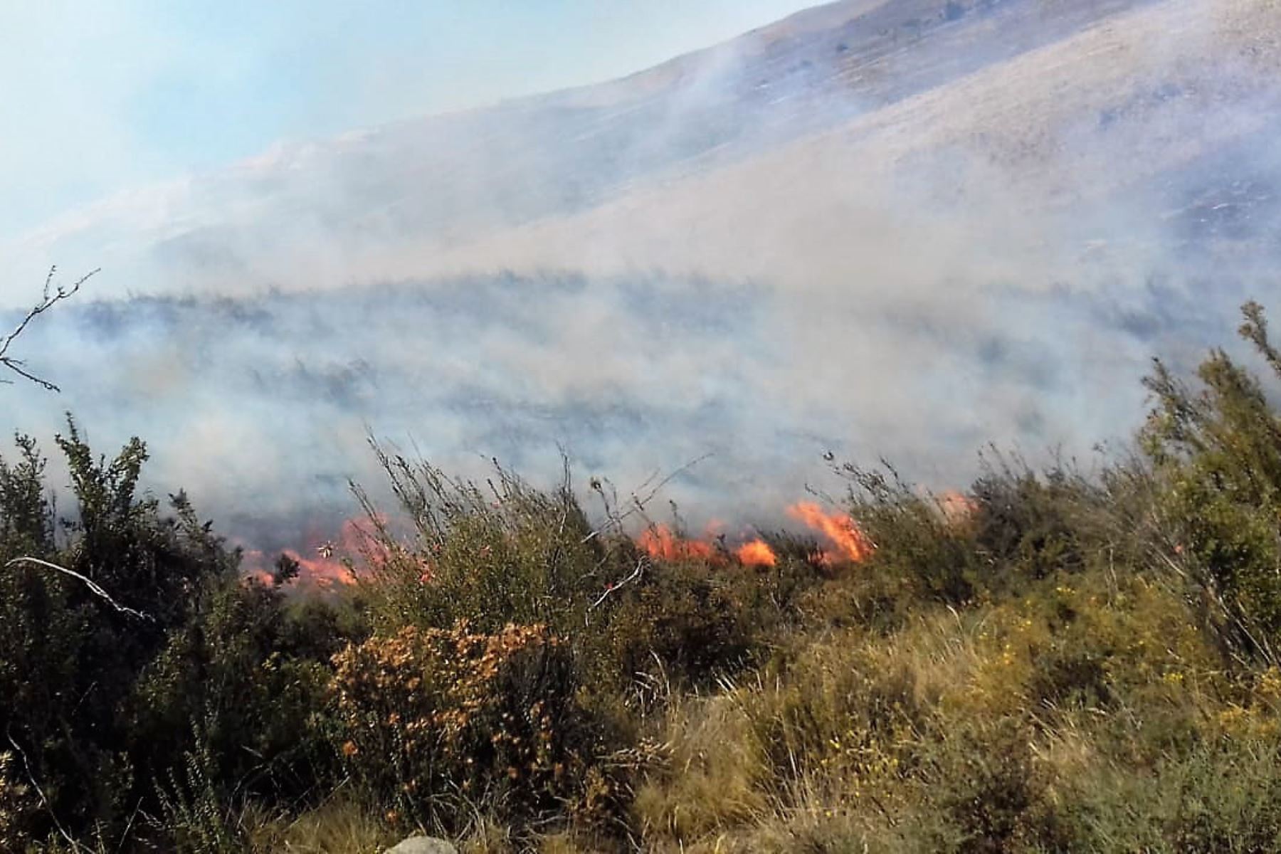 Incendio forestal afecta árboles y pastizales de áreas naturales de Moquegua. ANDINA