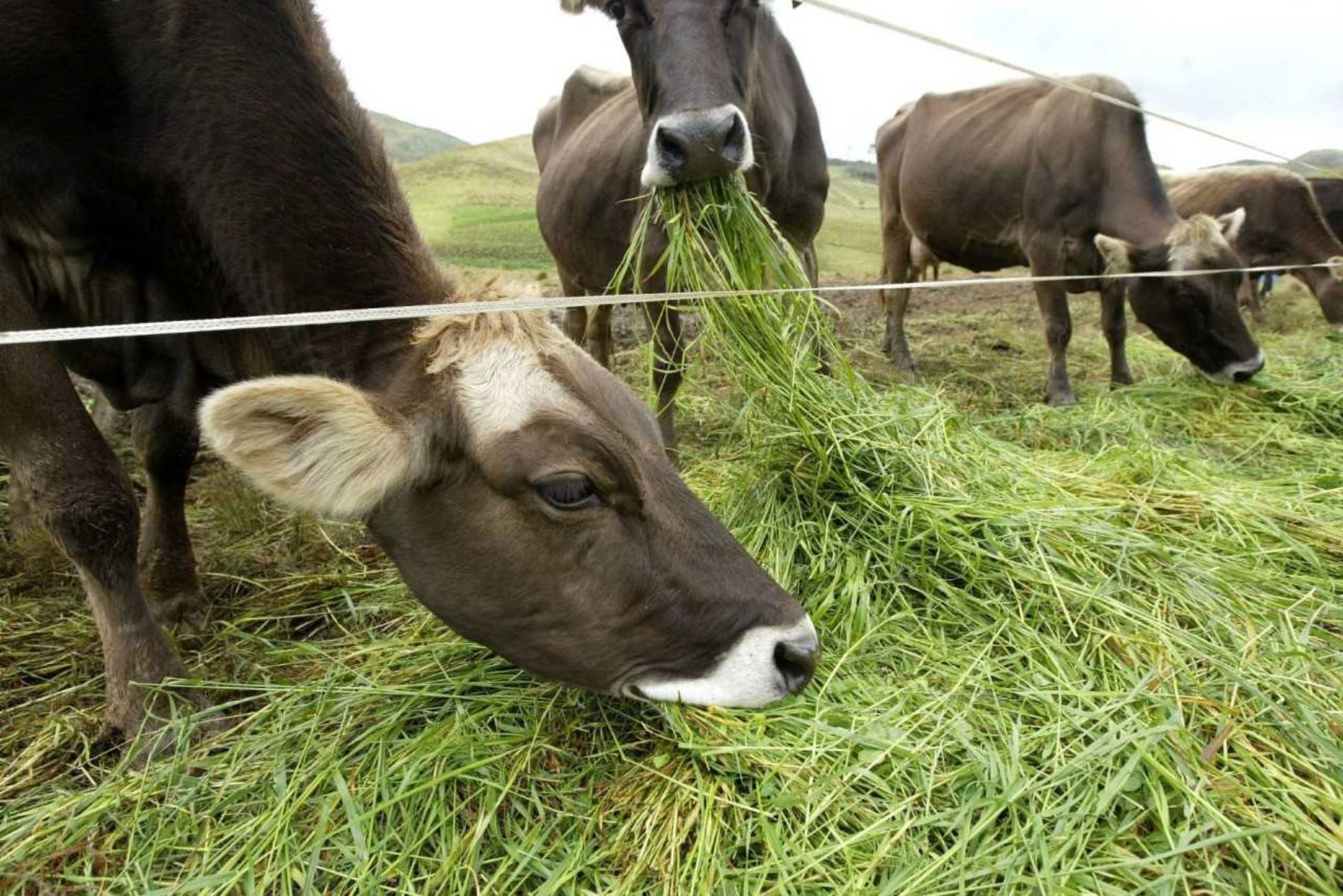 Alrededor de 20,000 cabezas de ganado vacuno tendrán alimento de forma oportuna con la siembra de 100 hectáreas de pasto sudán, en los distritos de Zorritos, Canoas de Punta Sal y Casitas, en la provincia de Contralmirante Villar, región Tumbes.