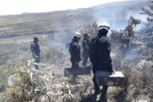 En un 99 por ciento fue sofocado el incendio forestal que se registra desde el lunes en el distrito de Polobaya, en la provincia y región Arequipa, tras denodados esfuerzos realizados vía terrestre y aérea por personal de la Policía Nacional, Ejército, Fuerza Aérea y pobladores de la zona.