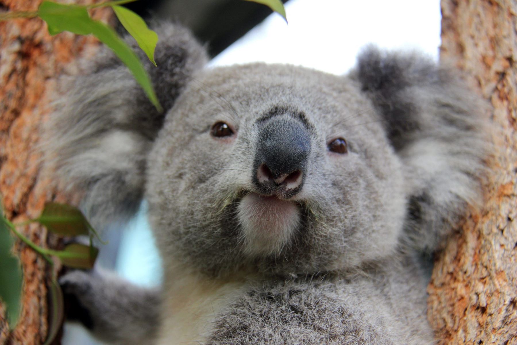Un koala. Foto: EFE/Sociedad de Conservación Taronga