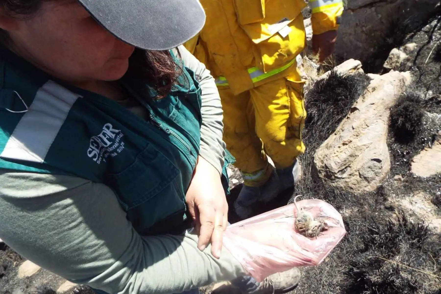 Un grupo de especialistas del Ministerio de Agricultura y Riego (Minagri) evalúa los daños ocasionados por el incendio forestal registrado en los distritos de Pocsi y Polobaya, en la región Arequipa, y en el distrito de Puquina, en la región Moquegua, que afectó en total 1,992 hectáreas de cobertura vegetal natural.